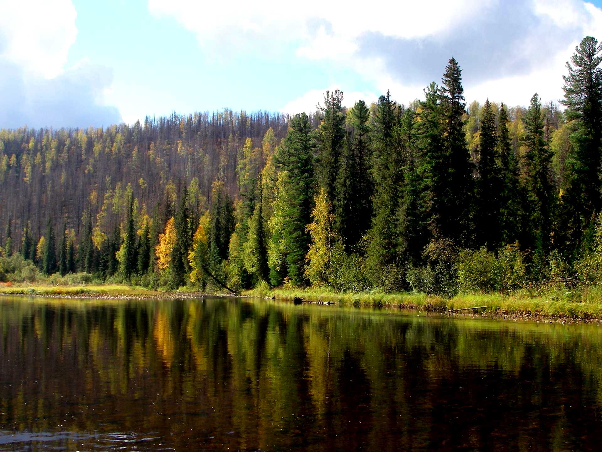 Среднесибирская лес