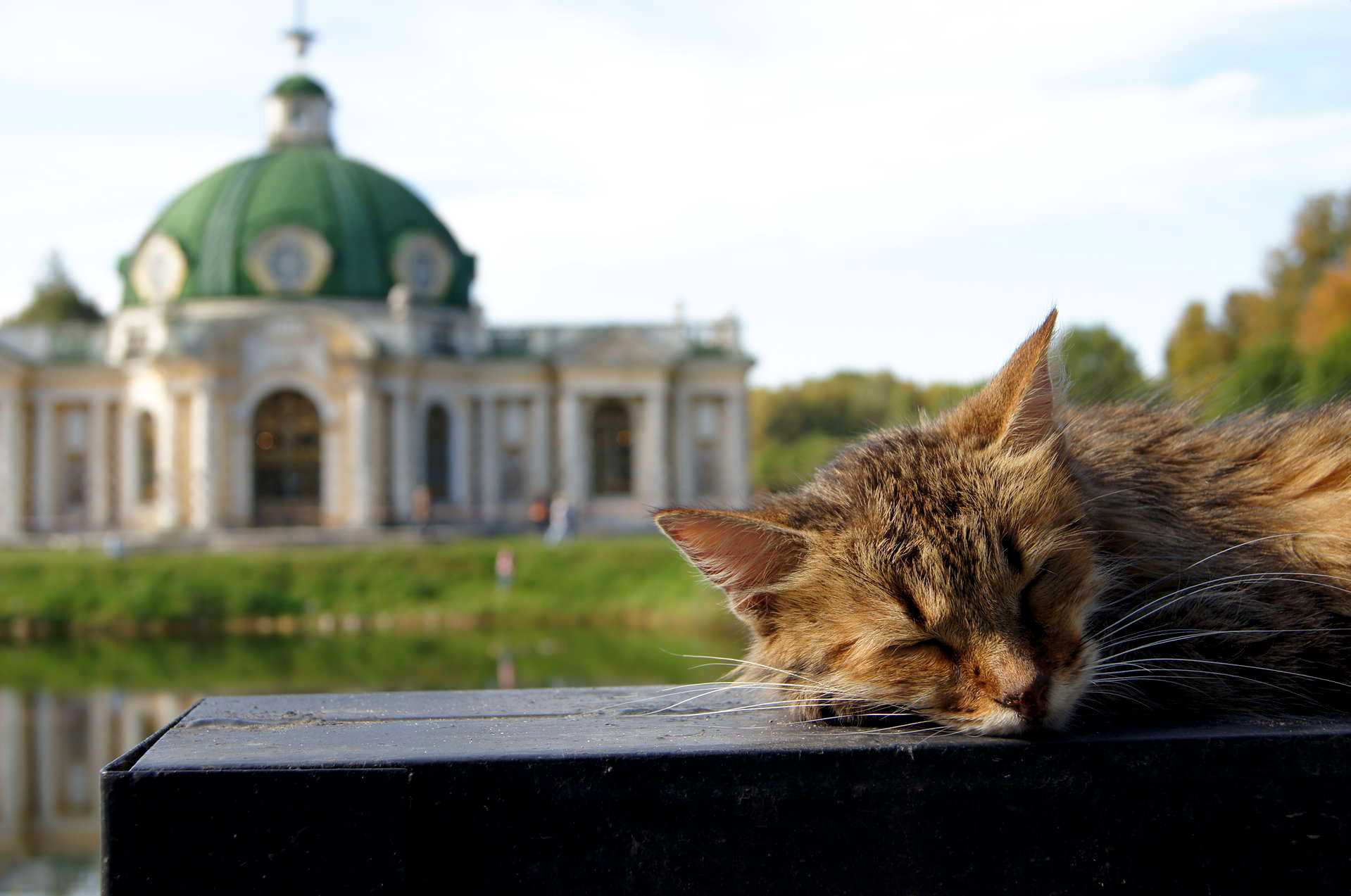 Монастырские коты. Скульптура кота в Чердыни. Монастырский кот. Доброе утро Тутаев.