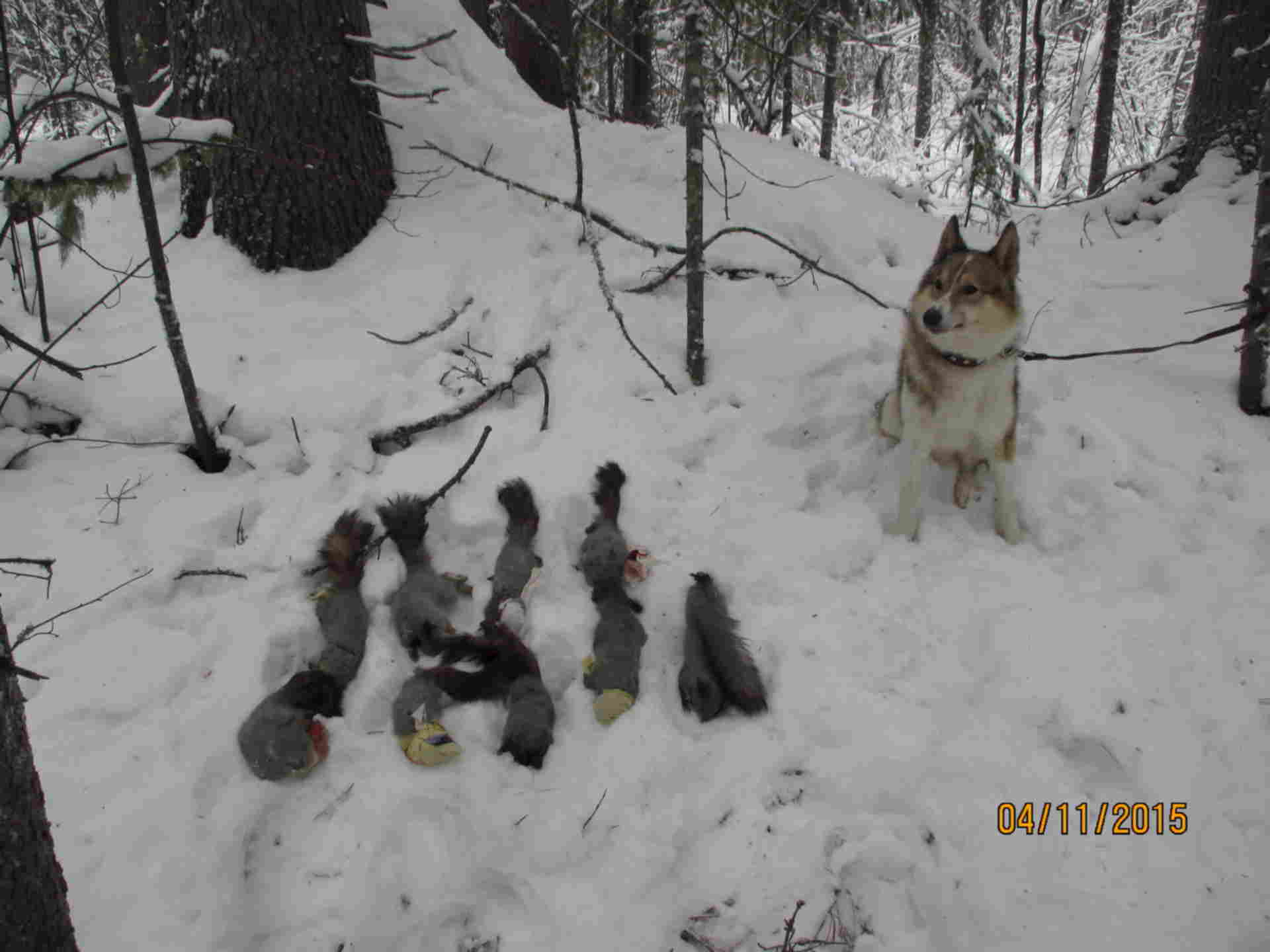 охота на зайца патроны