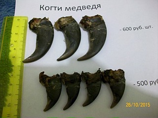 Зубы лося как выглядят Таксидермия