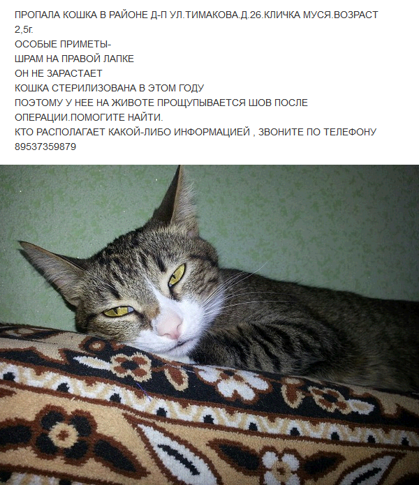 Муся полное имя. Муся имя кошки. Муся это кличка для кошки. Потерялась кошка Муся. Что означает кошачье имя Муся
