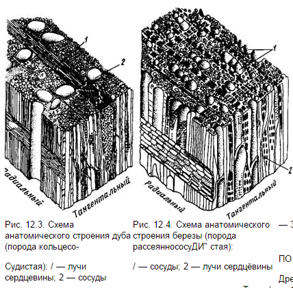 Строение березы схема