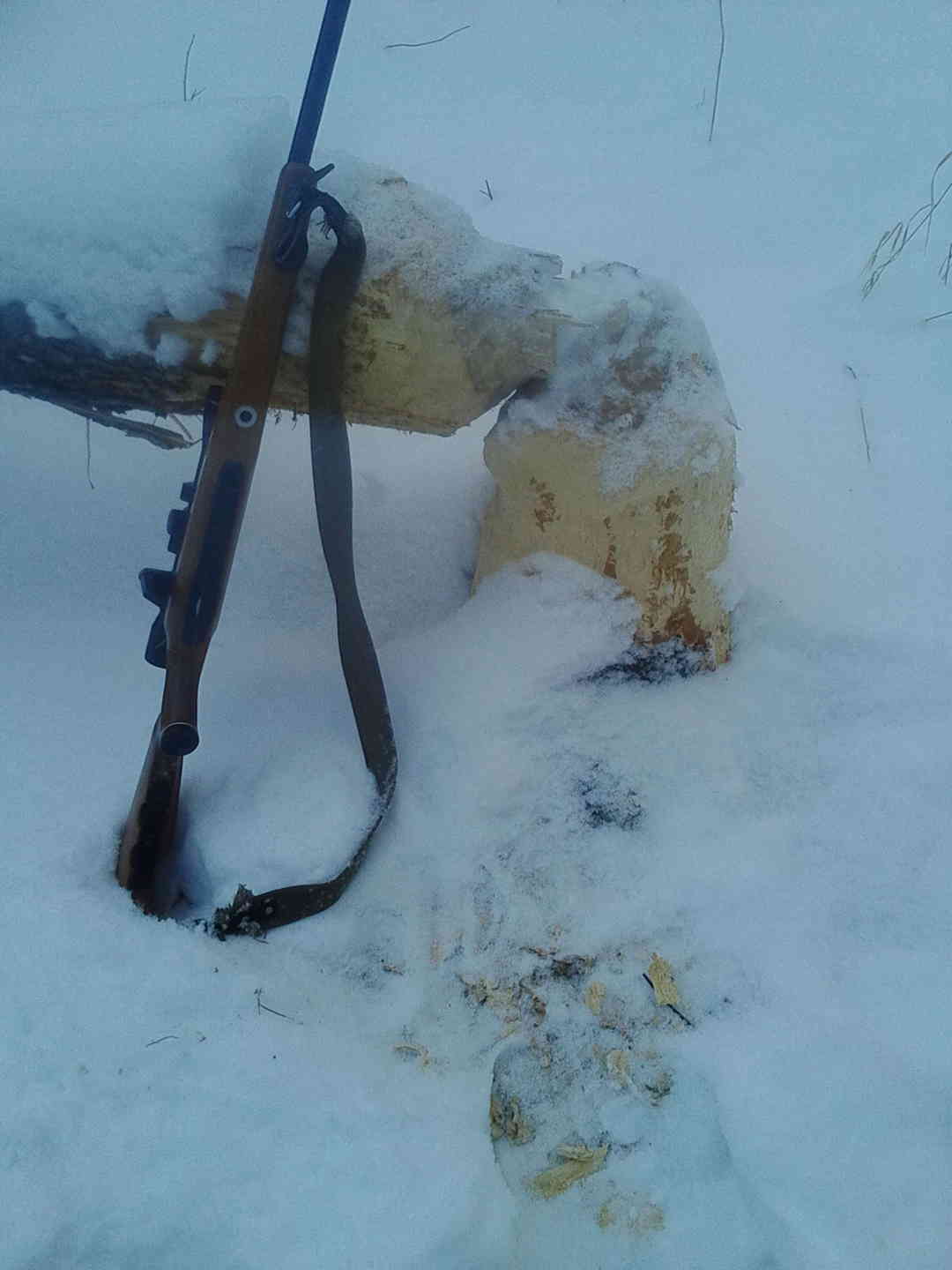 Капкан на бобра. Охота капканами на бобра бобра. Ловля бобра капканами зимой.