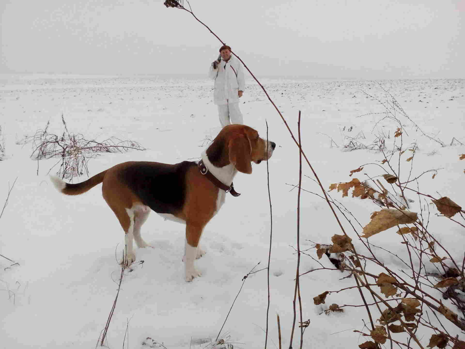 дратхаар с хаски. пегая гончая. породы собак для охоты на зайца. охота зайца собака русская пегая гончая. охота на зайца с гончими собаками.