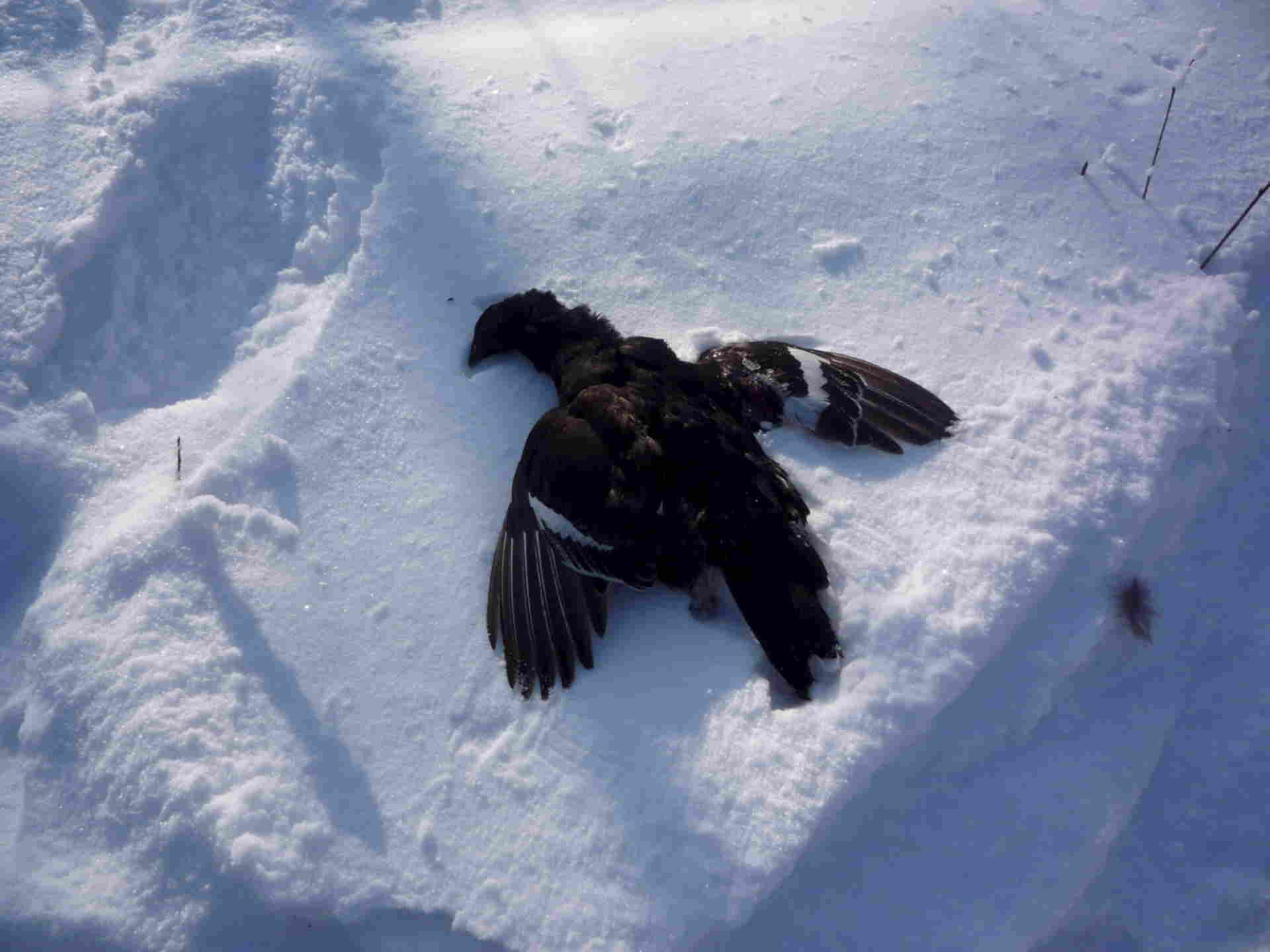 Какие птицы ночуют в снегу. Ворона на снегу. Тетерев в снегу. Ворон на снегу.