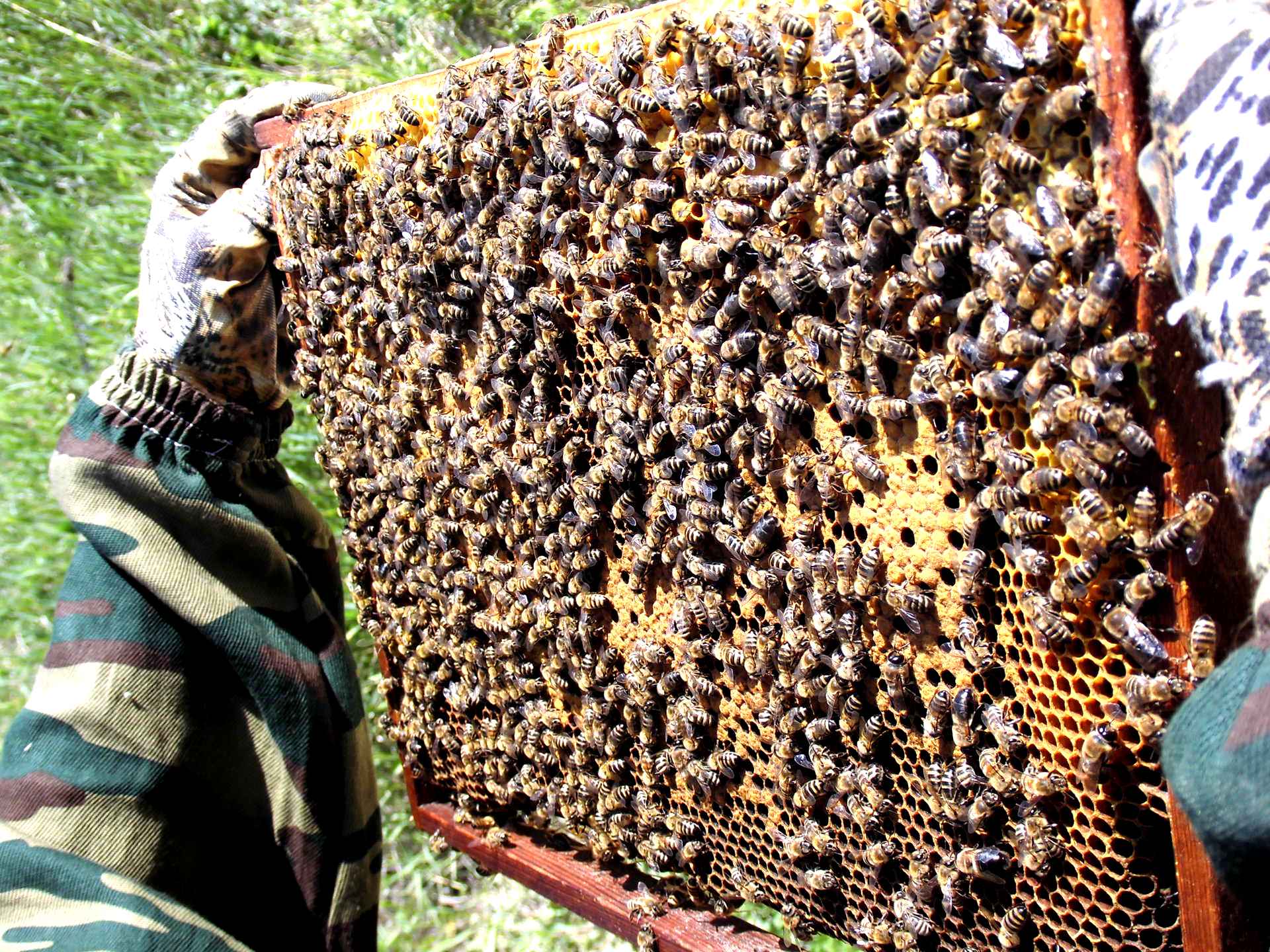 Купить пчел в белгородской. Пчелопакеты Карника Бакфаст. Пчелы в улье. Пчелиная рамка. Соты в улье.