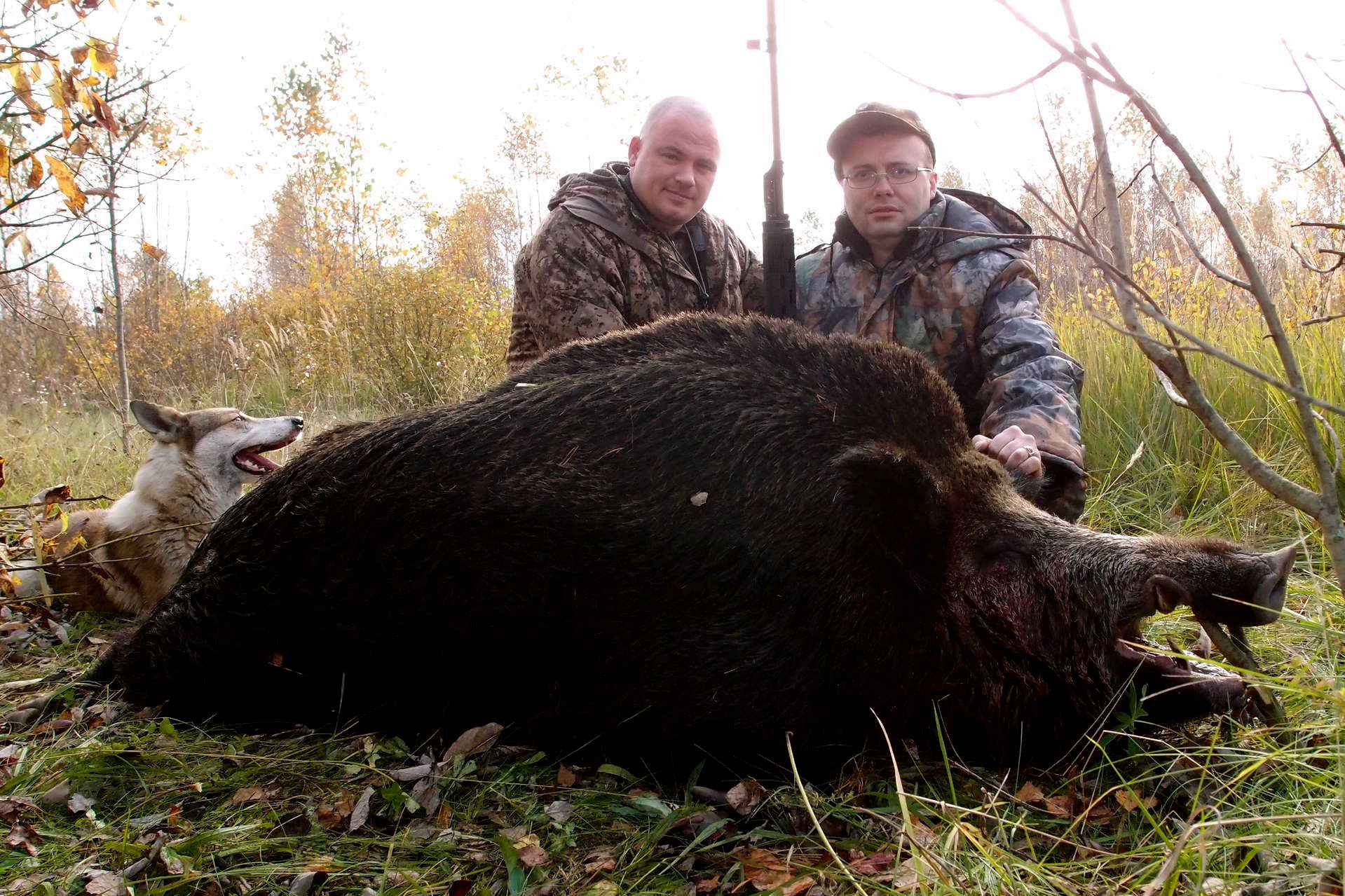 Сроки охоты в новгородской области
