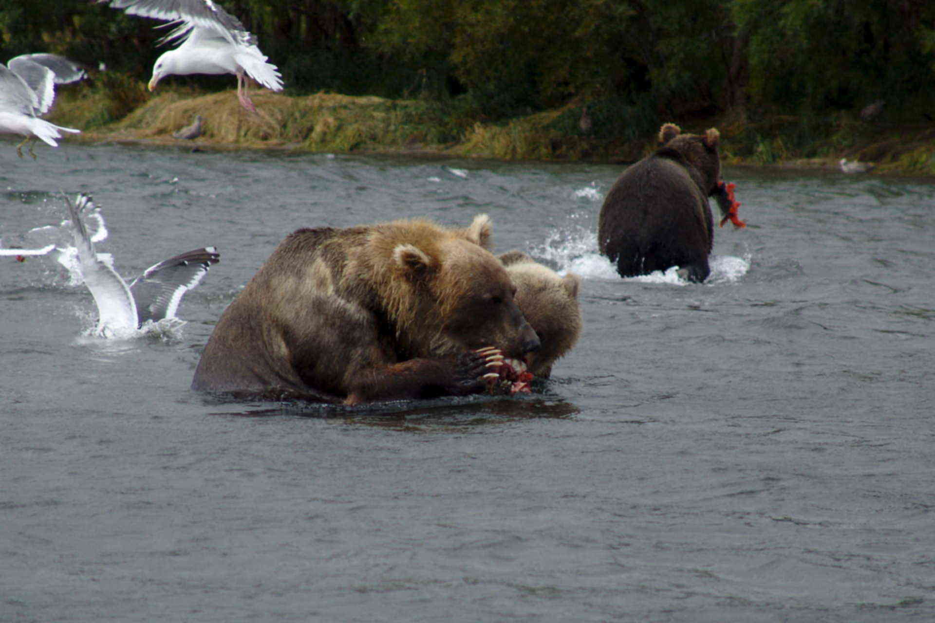 Есть ли медведь людей. Бурый медведь Сахалин. Медведь рыбачит. Медведь охотится.