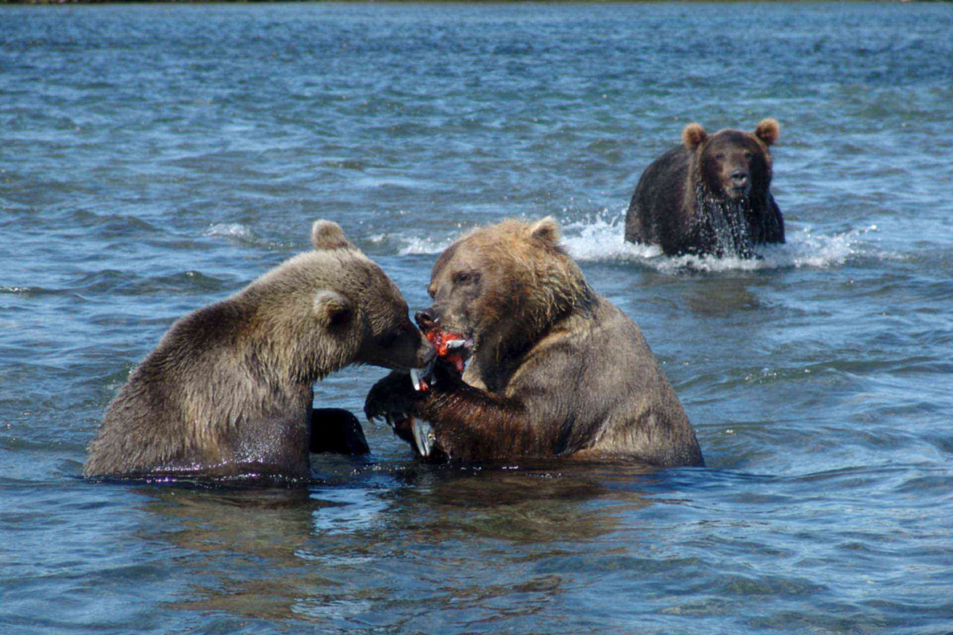 Медведи ловят рыбу на Сахалине