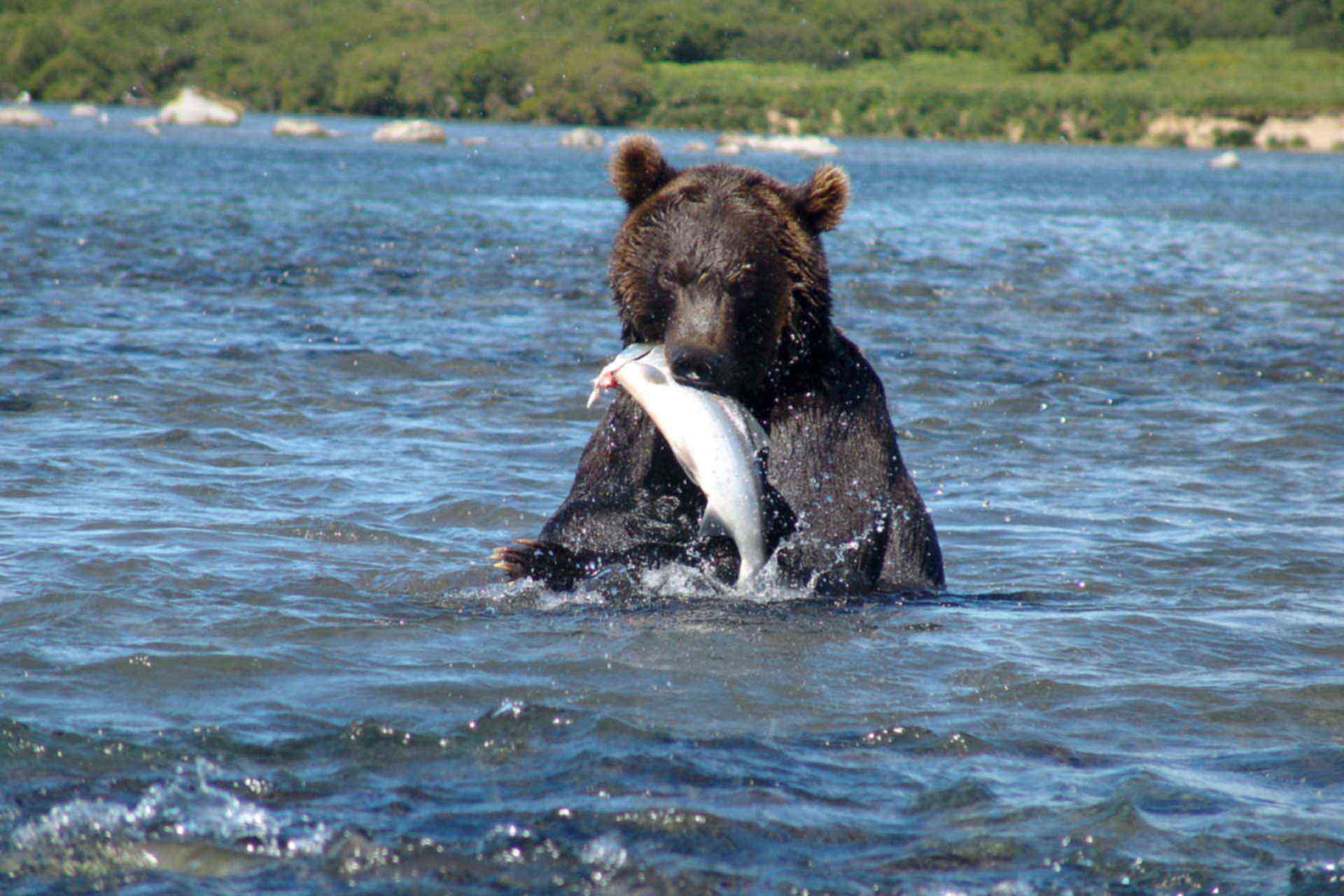 Сахалин медведи на рыбалке