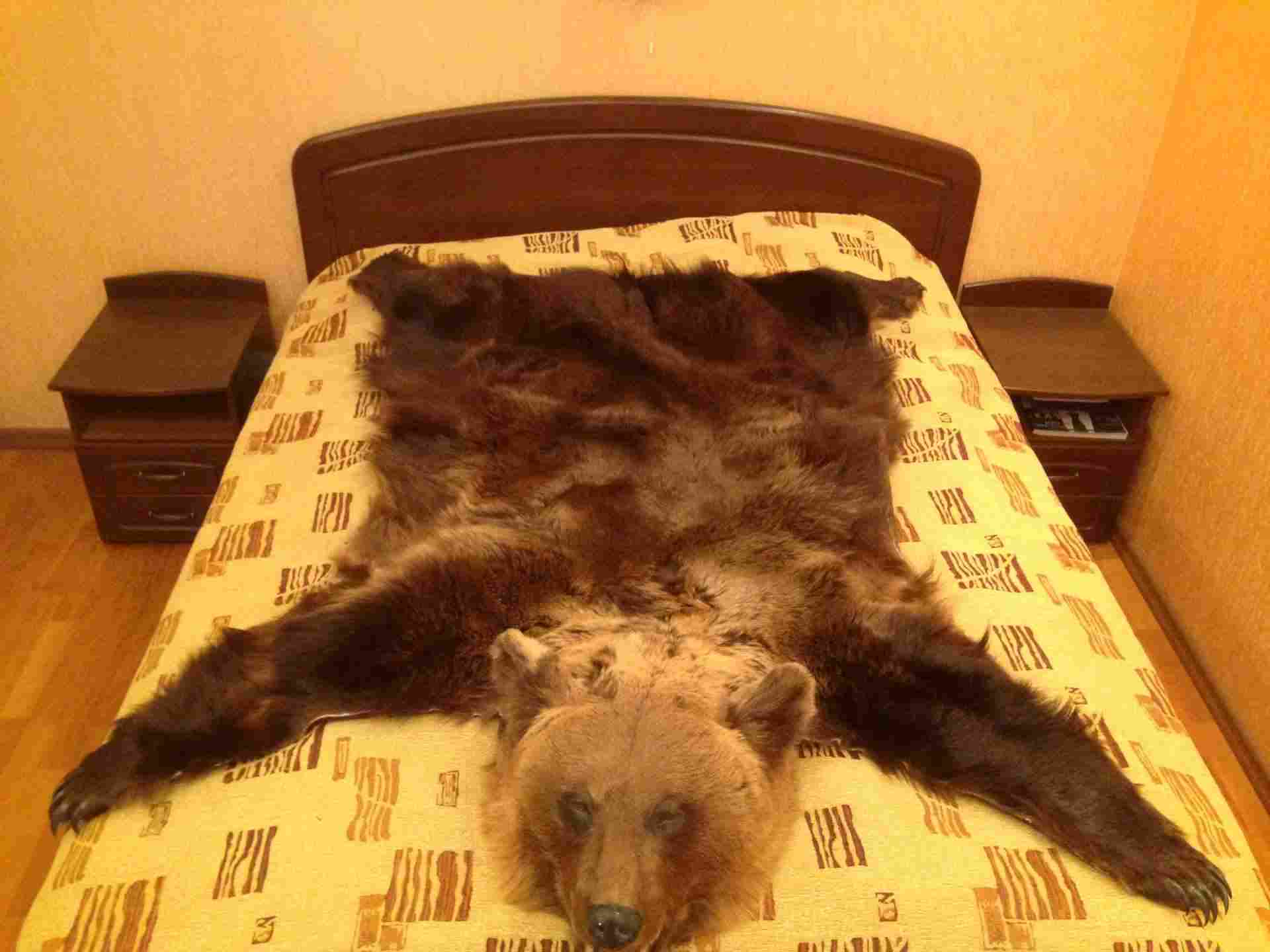 кому продать шкуру медведя rdr. медведь ред дед редемпшн 2. рдр 2 легендарный медведь на карте. Red dead redemption 2 легендарный медведь. кому продавать шкуры в рдр 2.