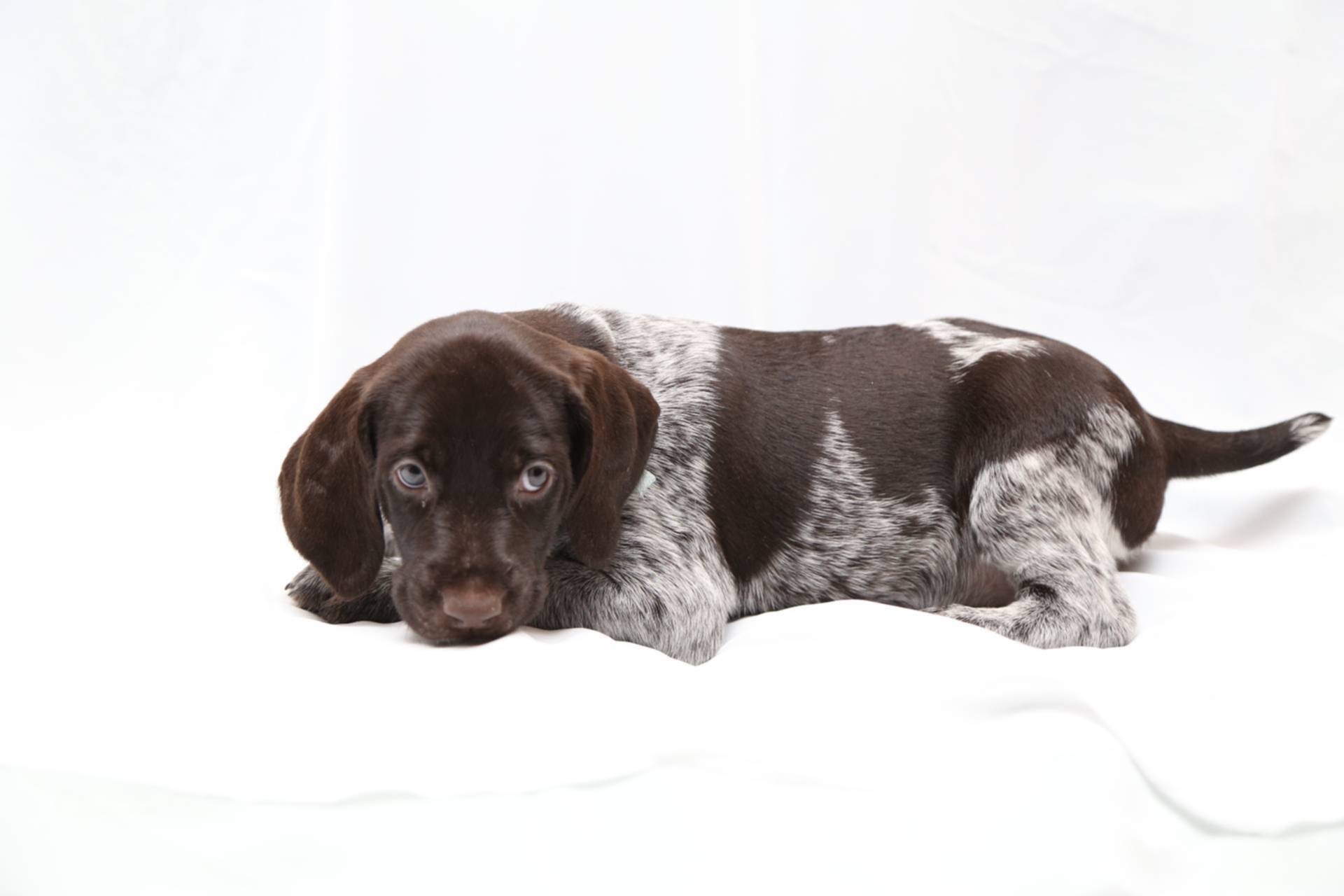 Дратхаар шоколадный фото собаки