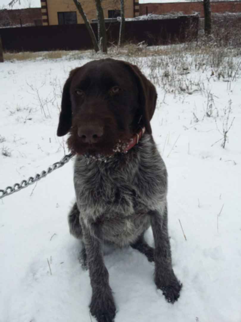 Пропажа и находки охотничьих собак в рб. Найдена охотничья собака. Дратхаар ищут потеряшки. Потеряшки бигли новодмитриевская. Пропажа и находки охотничьих собак в рб.