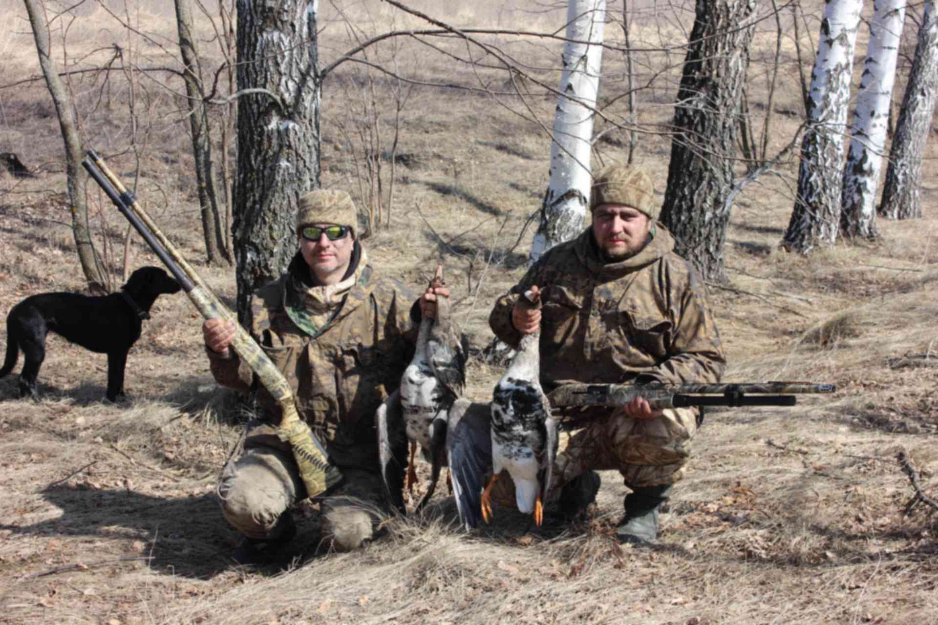 Сроки весенней охоты 2024 в смоленской области
