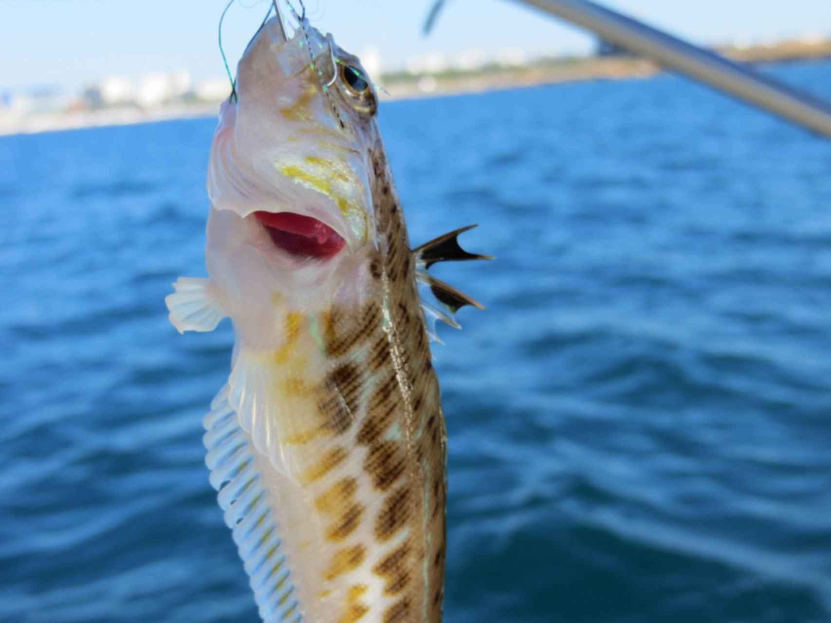 Морской дракон рыба черного