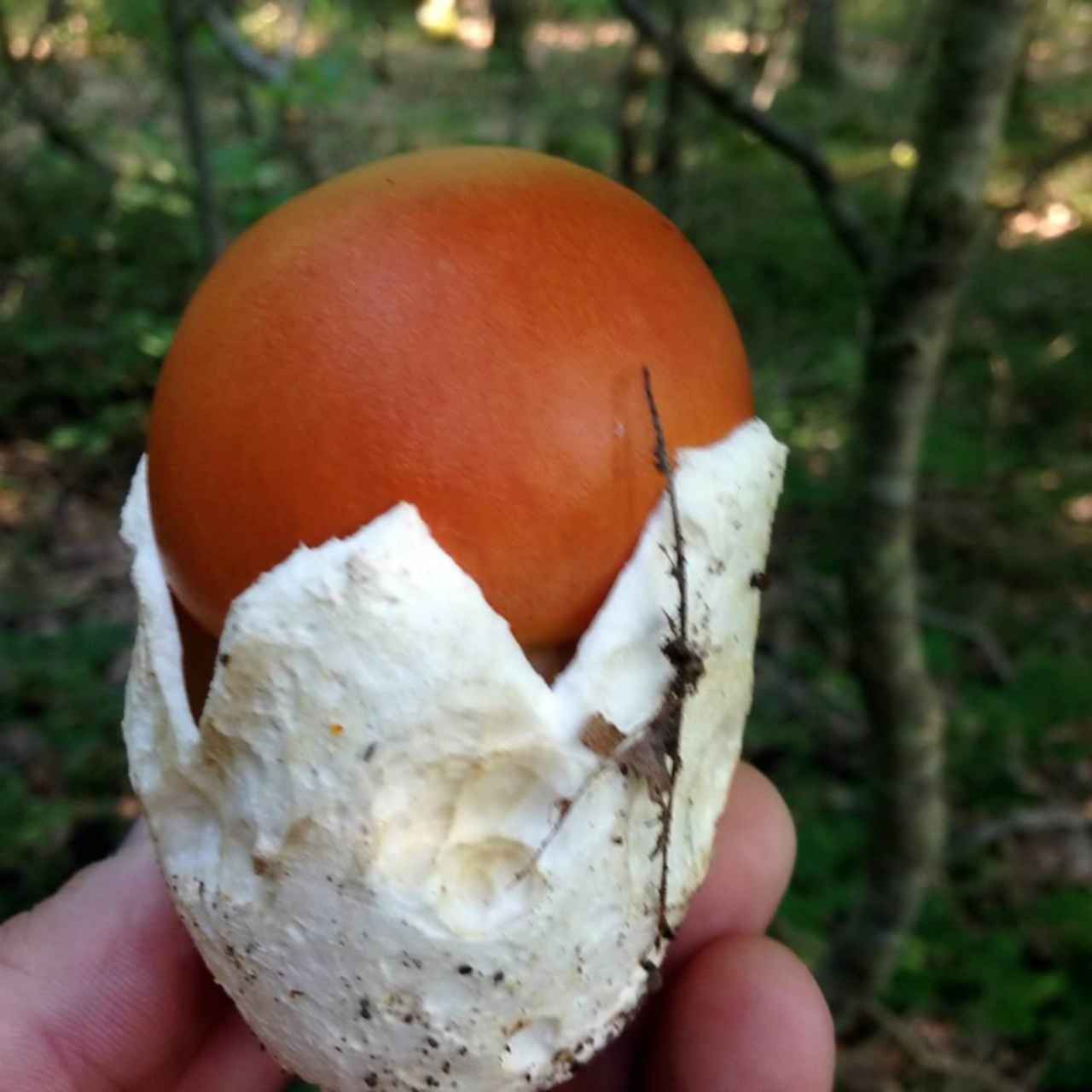 Яичный гриб в краснодарском крае фото