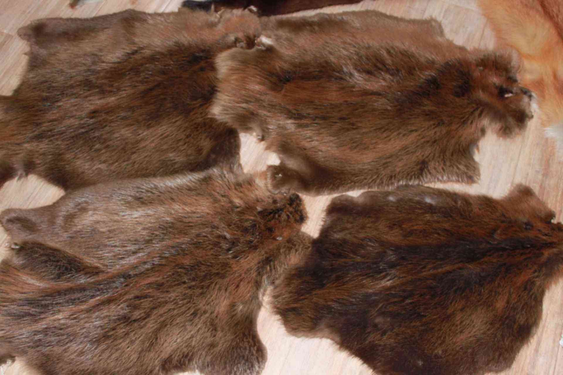 продам бобра. кожа бобра. шкурка бобра. связка пушнины. обыкновенный бобр.