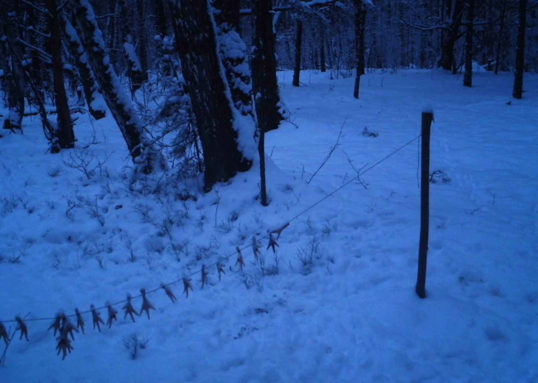 Январское дело. Охота на волка на приваде. Охота на волка с тепловизором на приваде видео. Привада на медвеля.