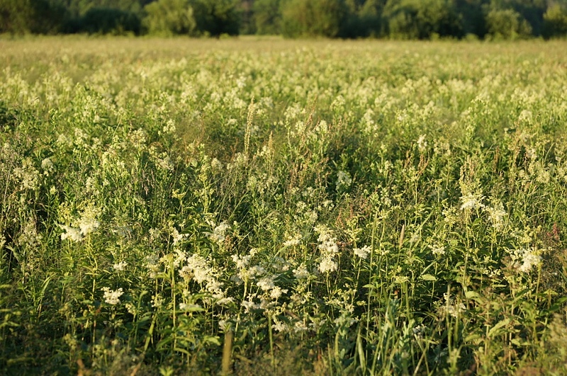 Грязной заросшей травой обочиной они