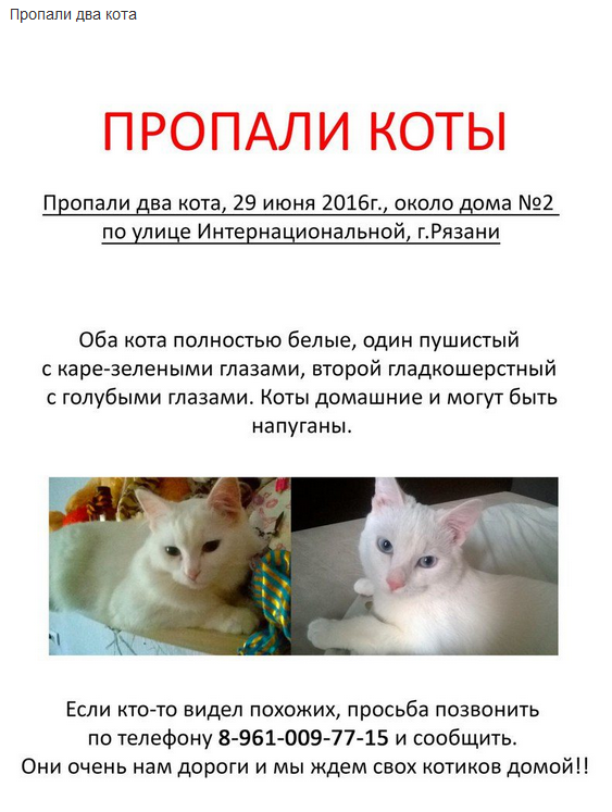 Объявление о продаже кота образец