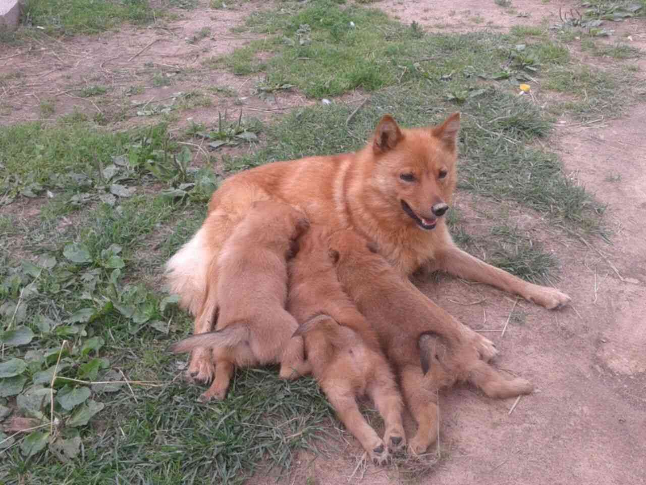 Корейская Финская Лайка Фото