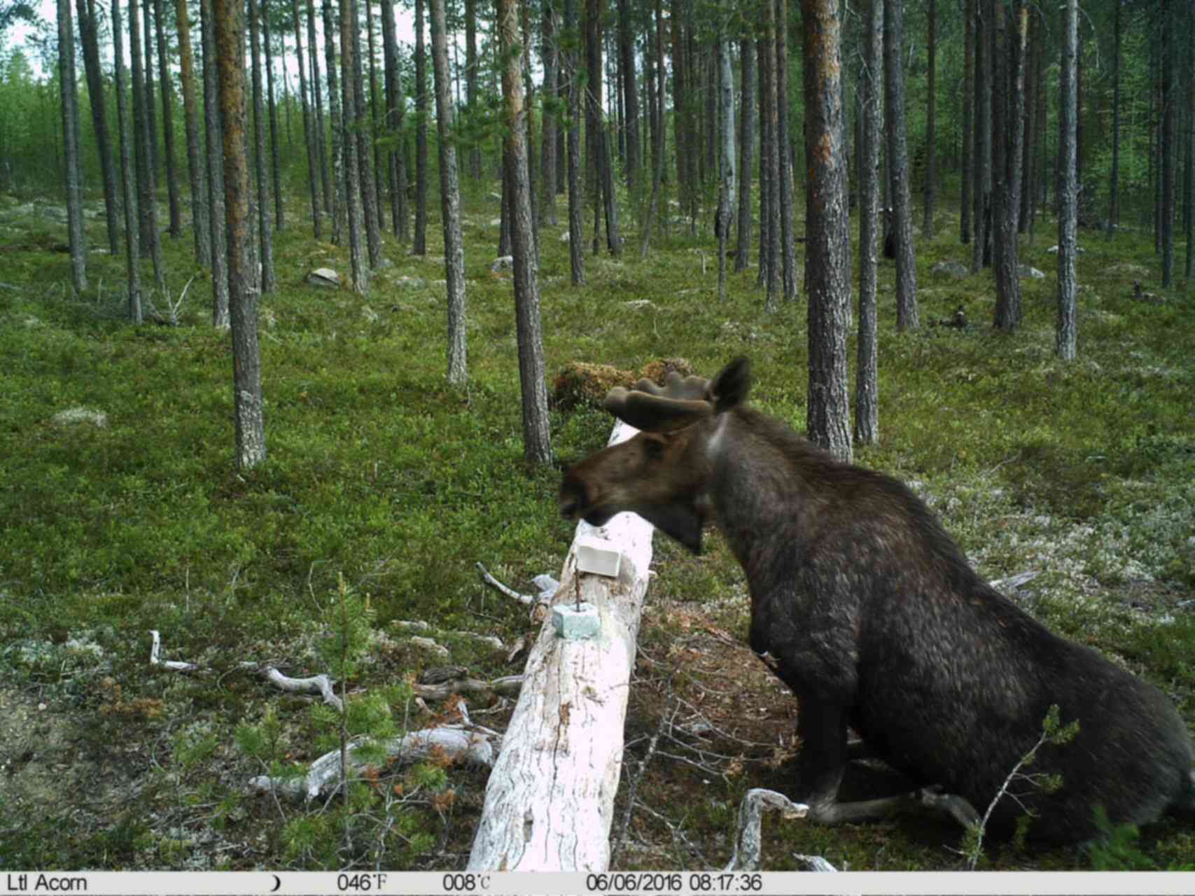 Солонец для лося