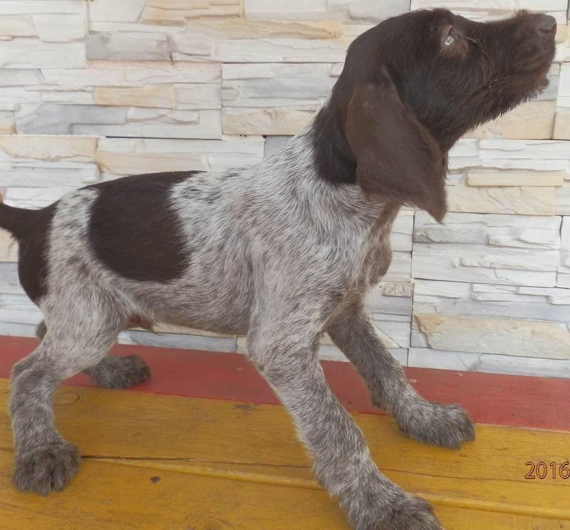 Купить Дратхаара Для Охоты На Авито