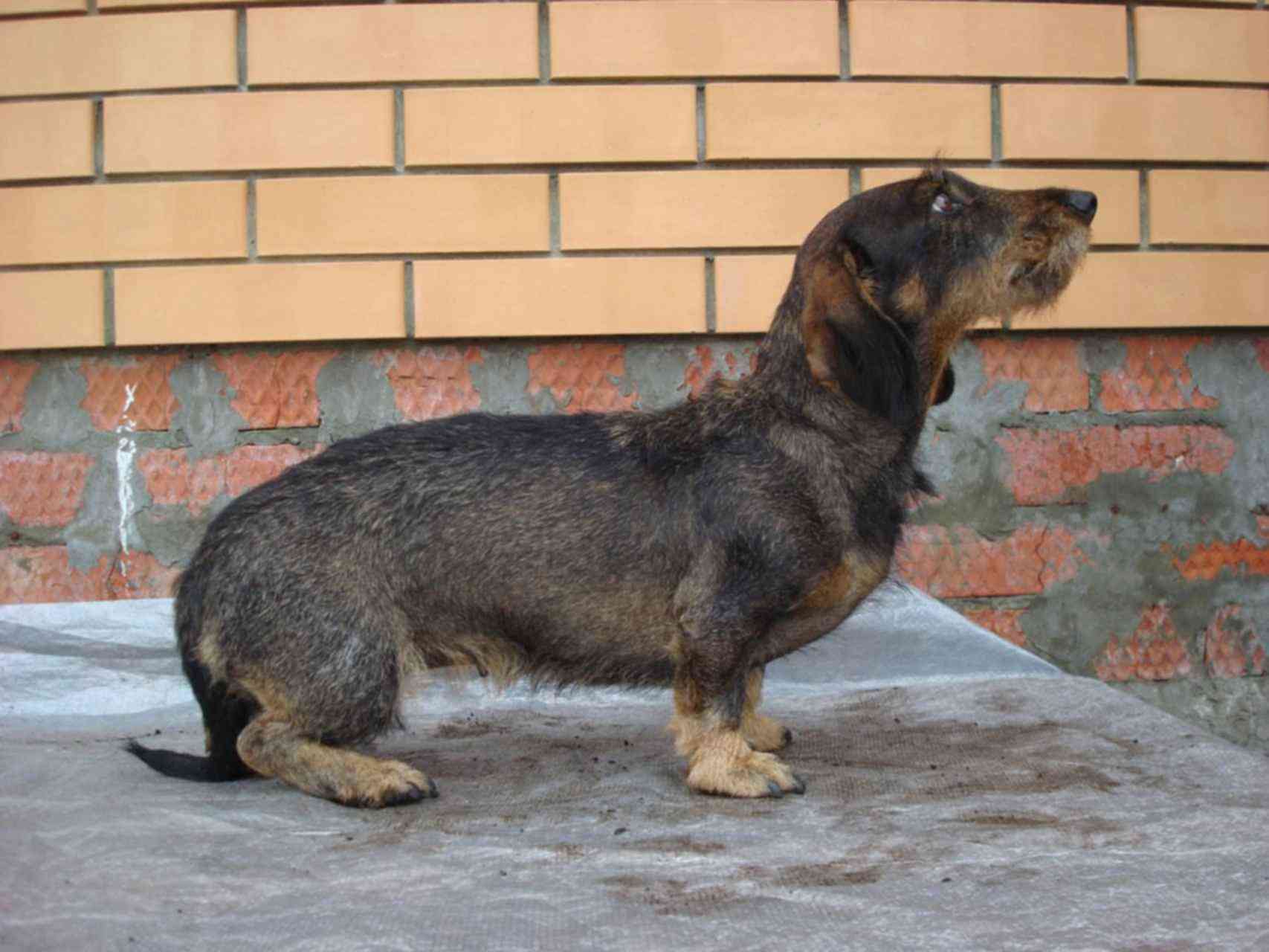 Бородатые таксы