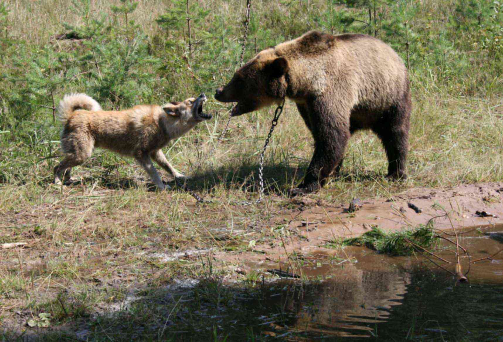 Бурый медведь против