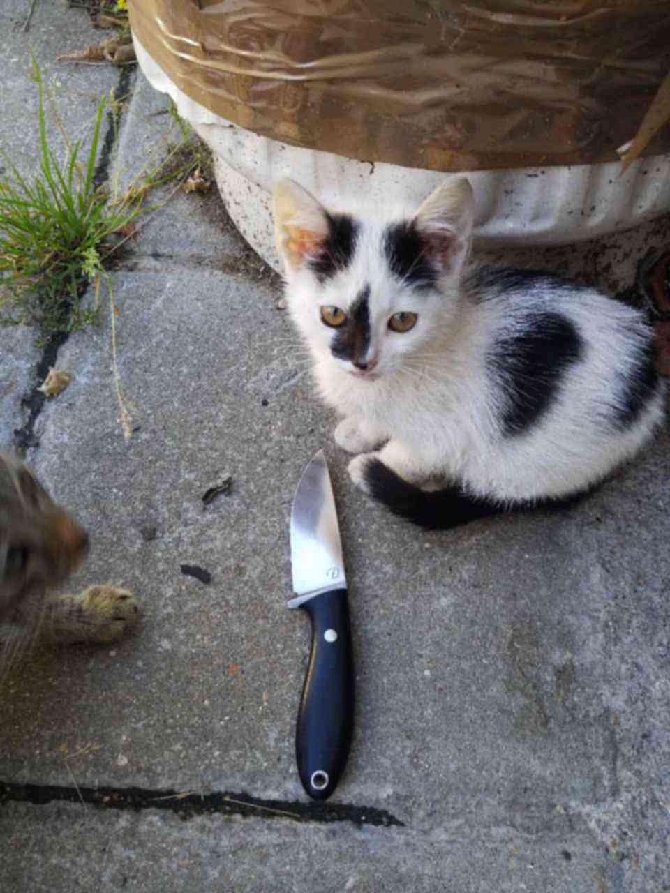 Коты с ножами. Нож кошачий коготь. Енот с ножом.
