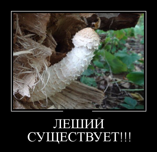 Юмор Про Грибы Картинки