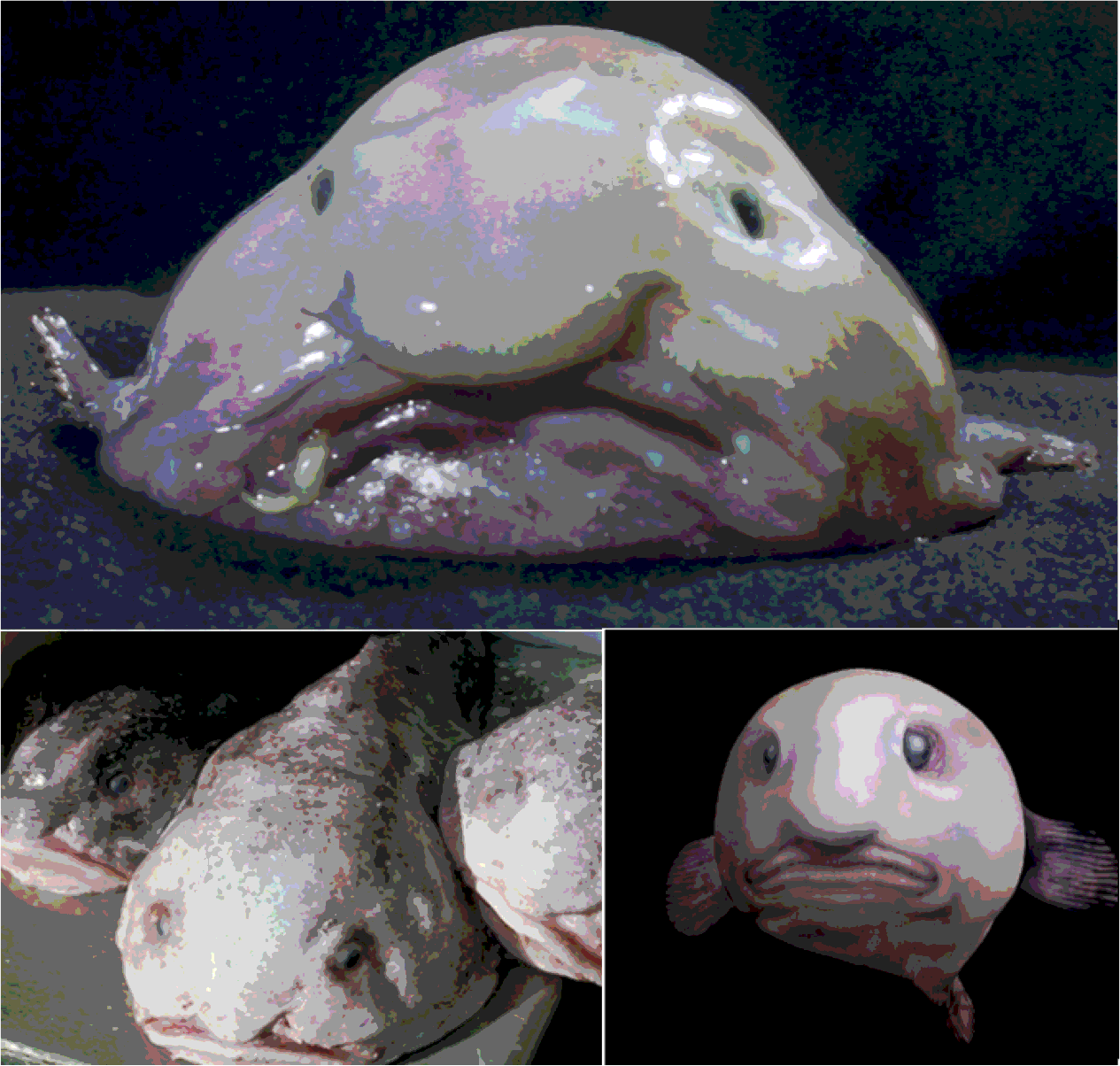 Sexy Blobfish