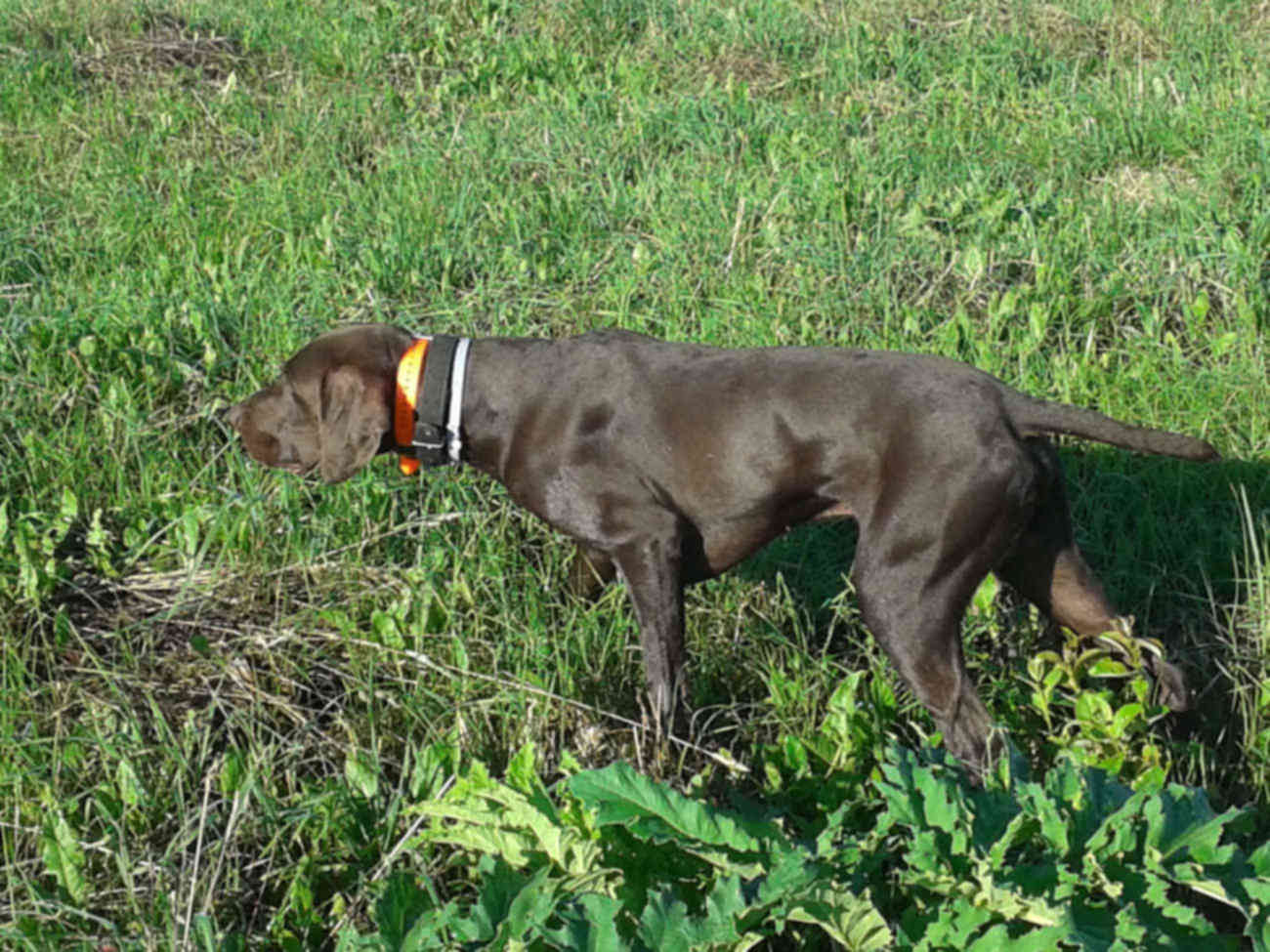 щенки курцхаара воспитание. охотничьи собаки краснодарский край. магнит курцхаар. курцхаар родословная. курцхаар.
