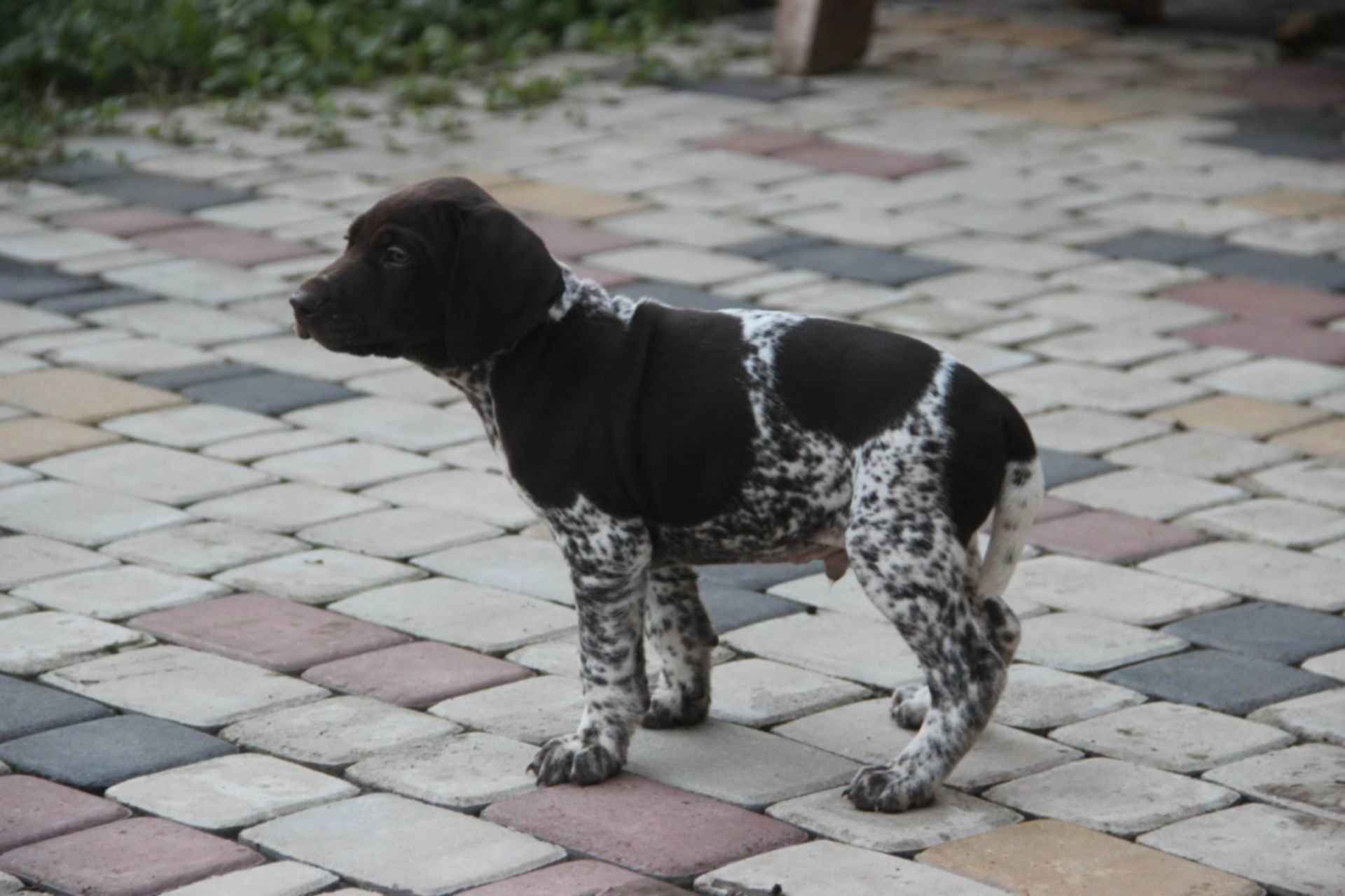 метис курцхаара и далматинца. малый мюнстерлендер станл. помесь курцхаара и лайки. щенки курцхаара краснодарский край. дратхаар чемпион.