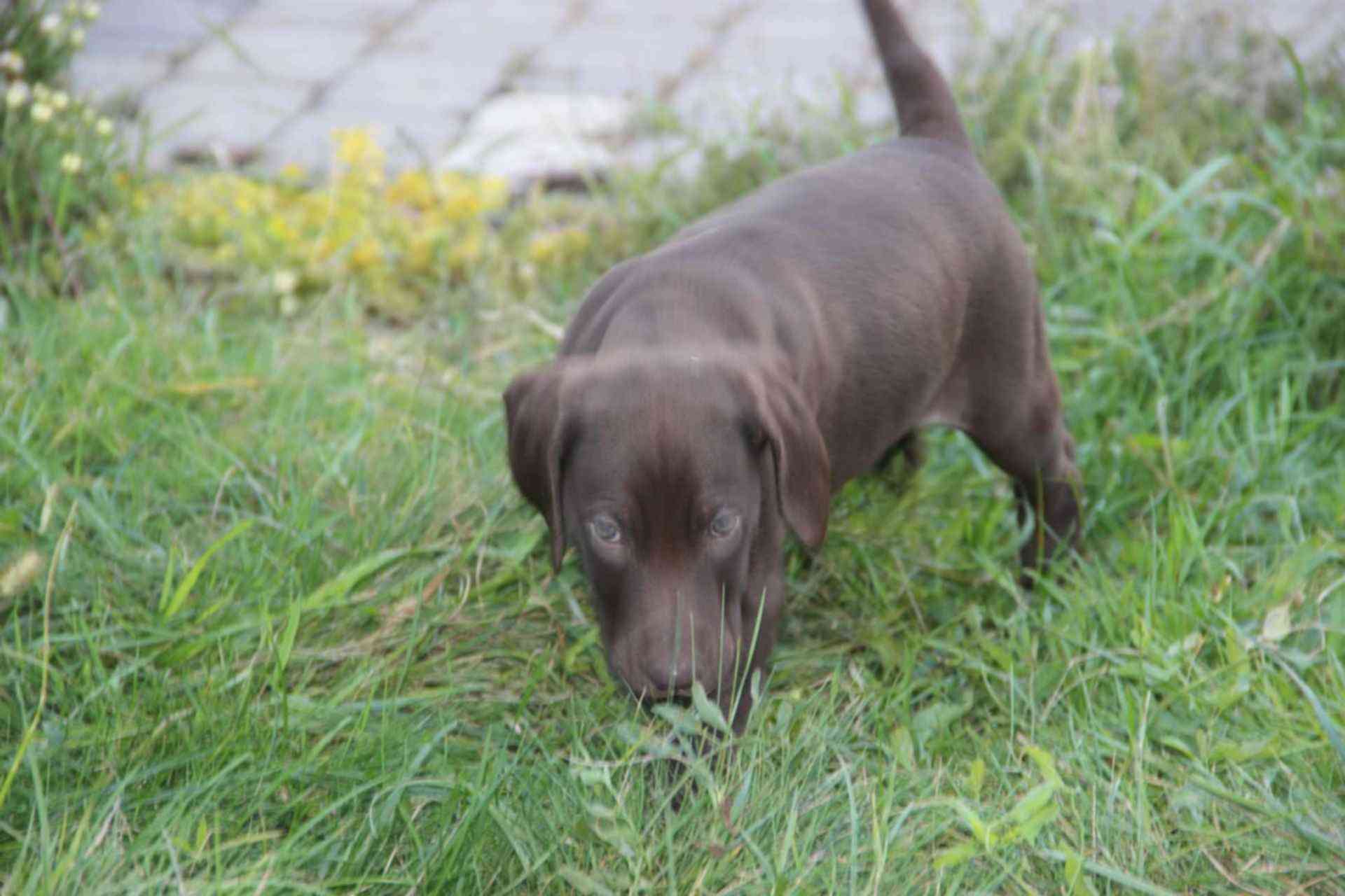 метис курцхаара и лабрадора. выставка собак охотничьих пород. курцхаар. курцхаар выставка собак. ошейник для курцхаара.