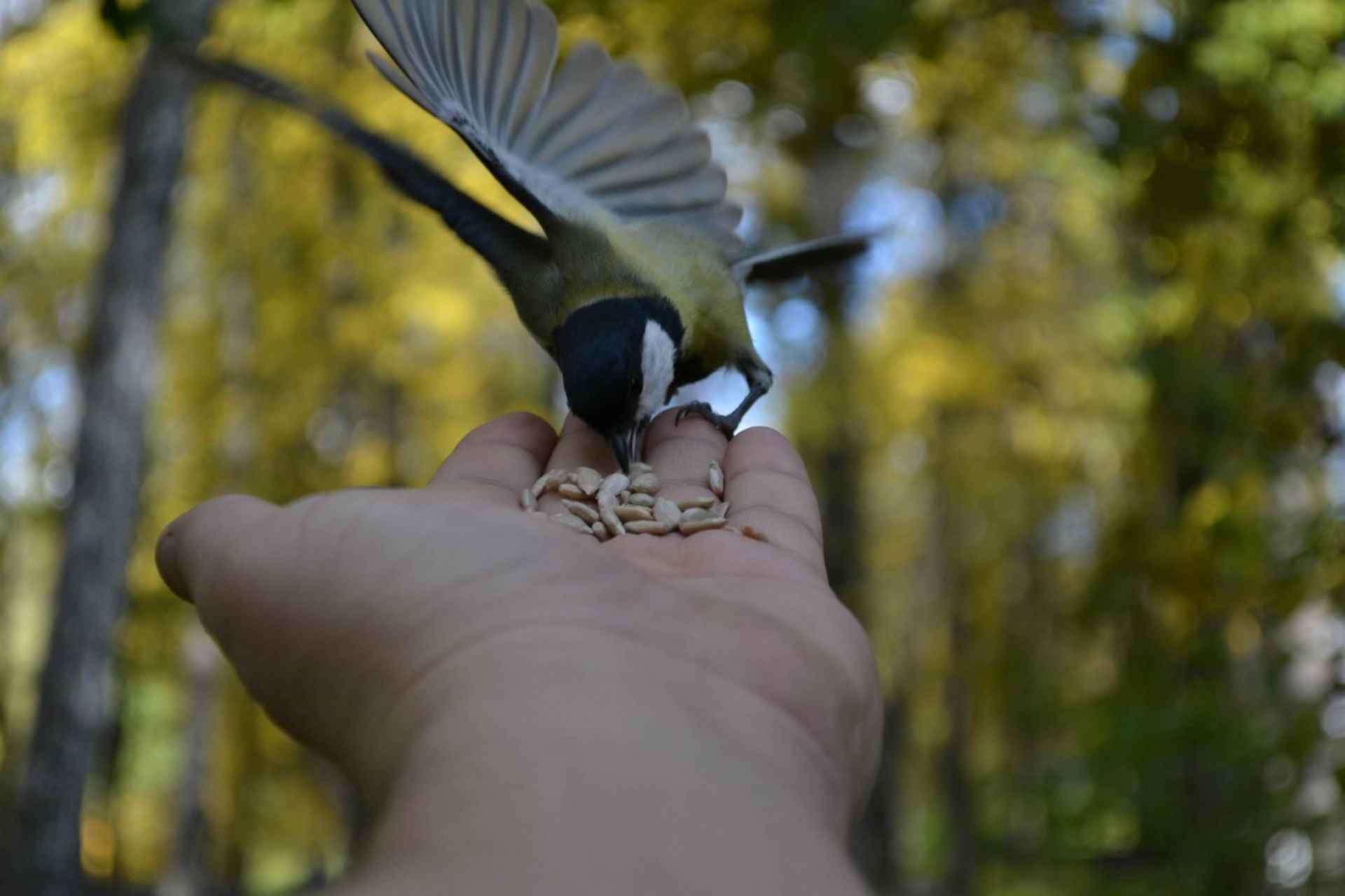 Птицелов. Птицелов птица. Птицелов фото. Птицелов птица фото. Хищные зеркала Птицелов.