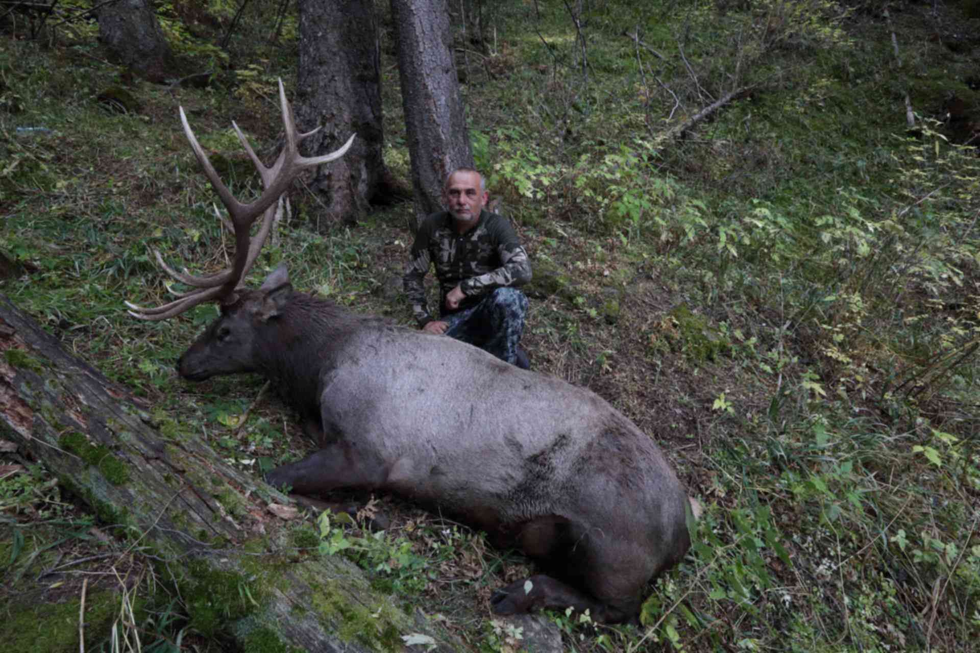 Рев изюбря. Охота на изюбря на Солонцах. Охота на изюбря в Якутии.