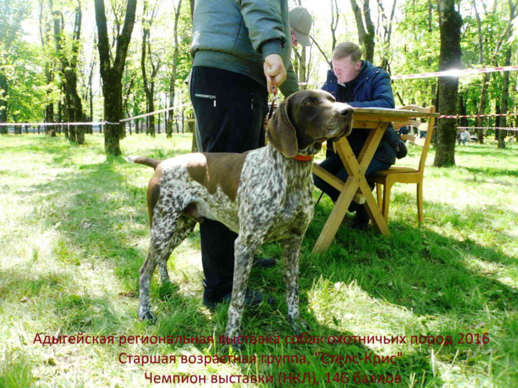 щенки курцхаара краснодарский край