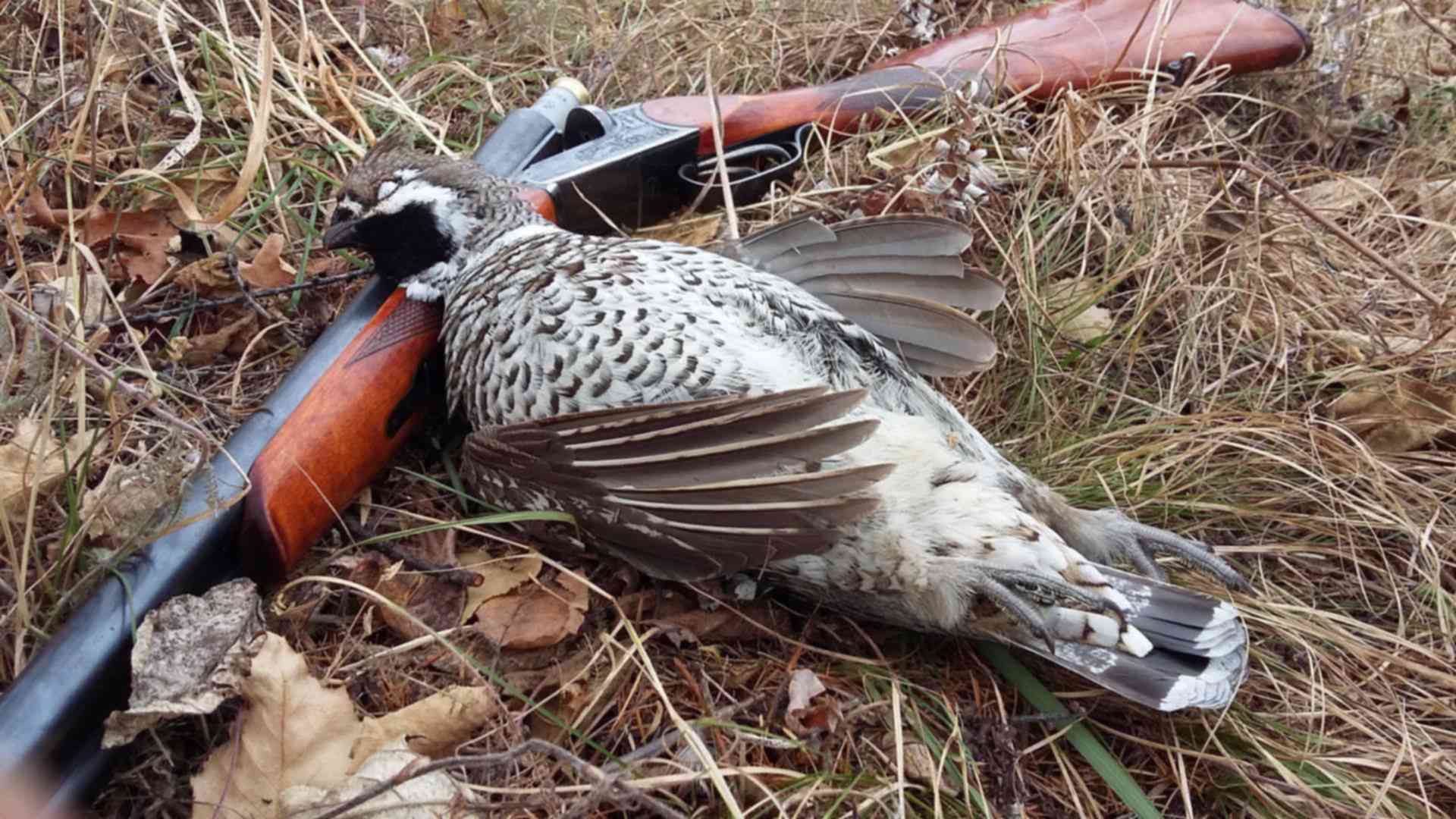 Охотник показывает руку вверх. Чад сэвидж охотник за головами. Имена охотников. «беркут», «ястреб», «кречет». Охотник заголовками.