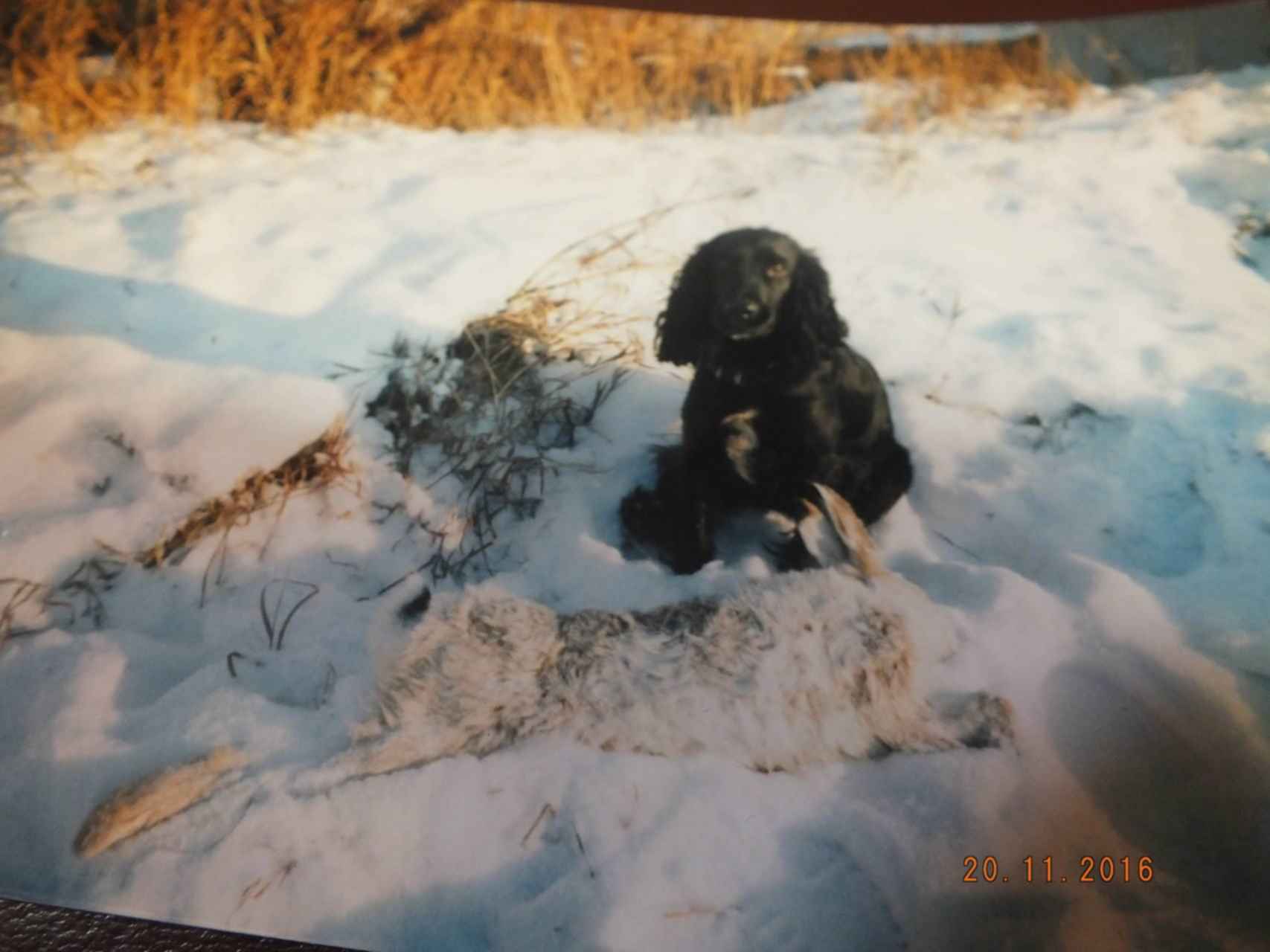 Фото со всероссийской выставки охотничьих собак на валдае 2022 года. Описание газеты. Охота с русским спаниелем на зайца. Форумрос. Форумрос.