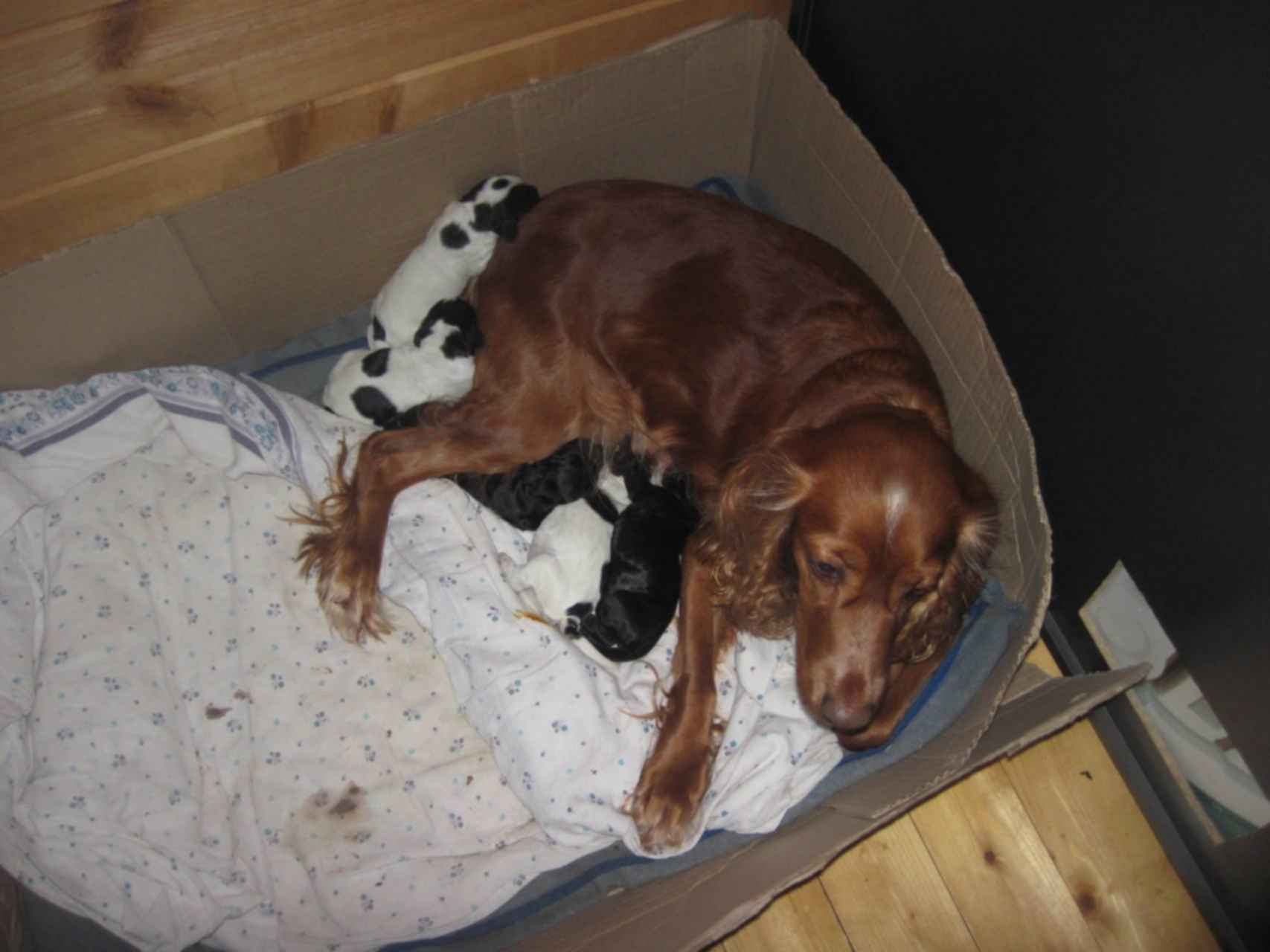 Форумрос. Эмблема русского спаниеля. Ермаков максим николаевич пермь. Всероссийская выставка охотничьих собак в 2022 в короцко. Щенки роса.