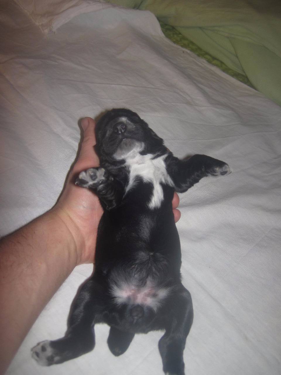 спаниель щенок 2 месяца фото