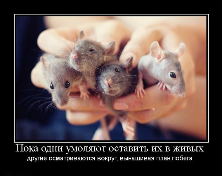 Картинки с надписями люди какие же вы крысы