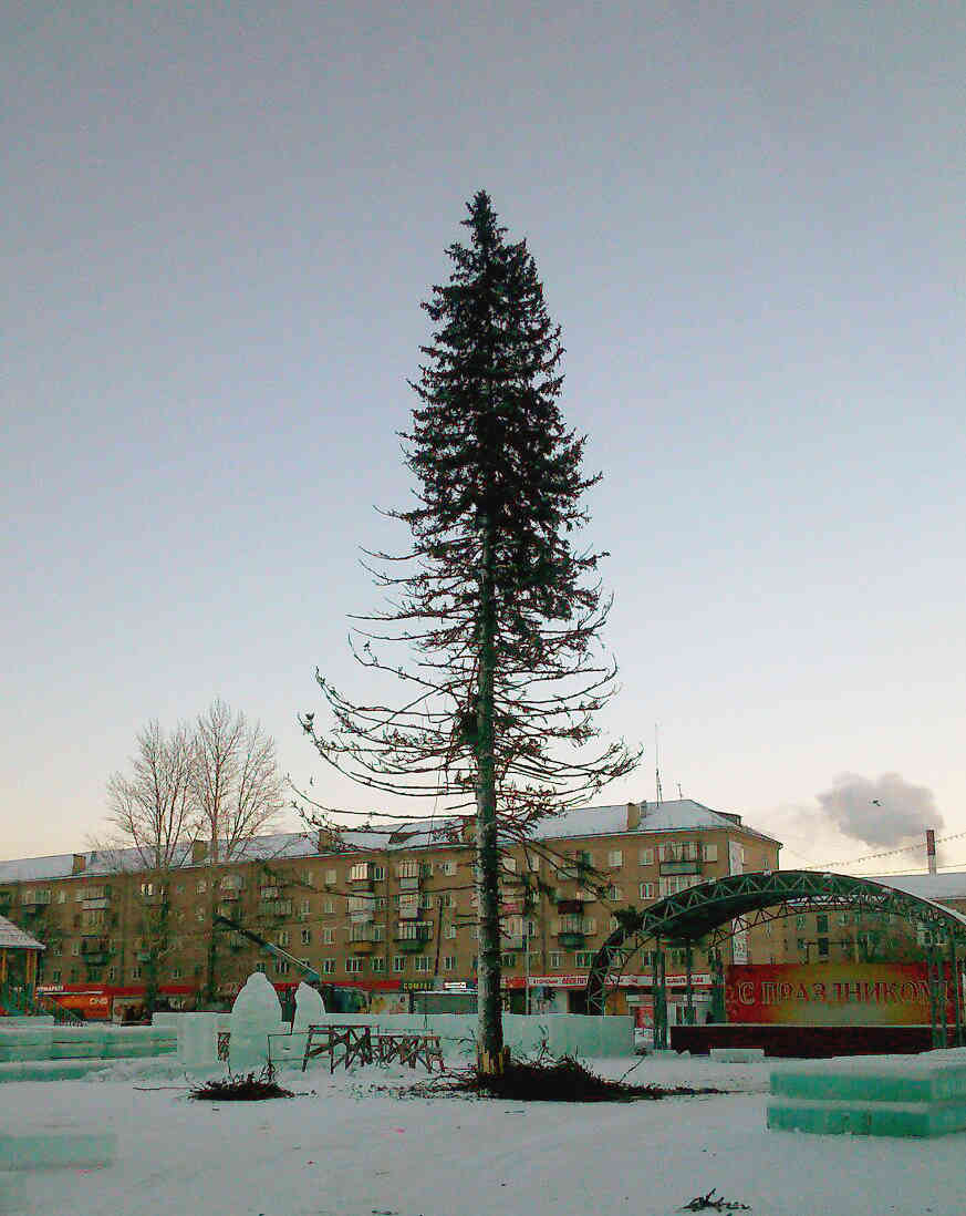 Вечные ели. Елка в Копейске 2016. Елка в городе Копейск. Лысая елка в Копейске. Ёлка в Копейске на площади.