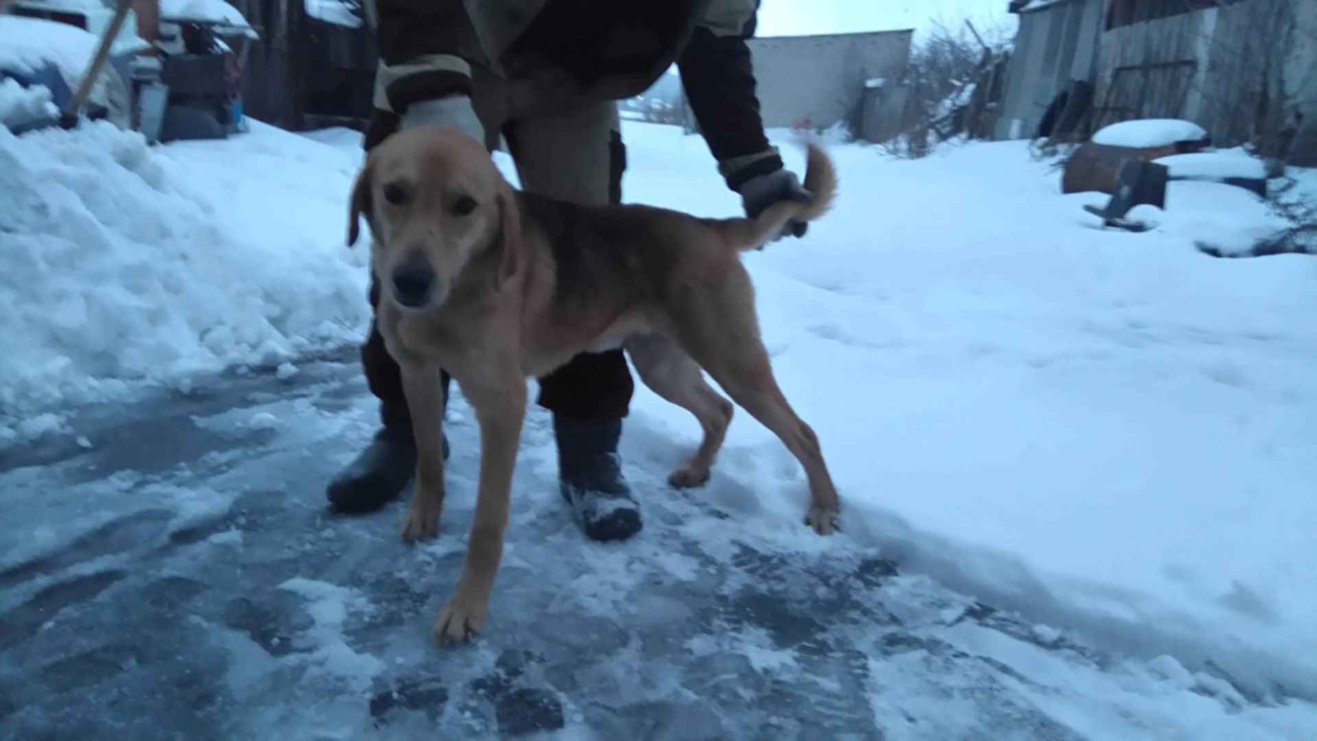 Гончие В Воронежской Области Купить