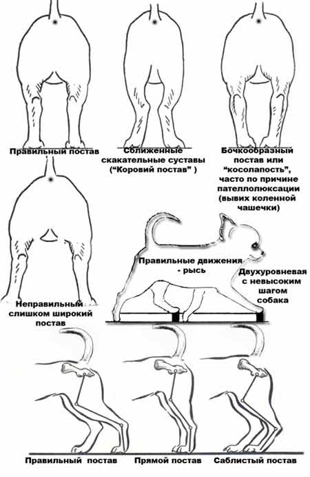 Передние лапы чихуахуа. Чихуахуа стандарт породы. Чихуахуа стандарт породы вес. Чихуахуа стандарт породы хвост. Стандарт породы чихуахуа РКФ.