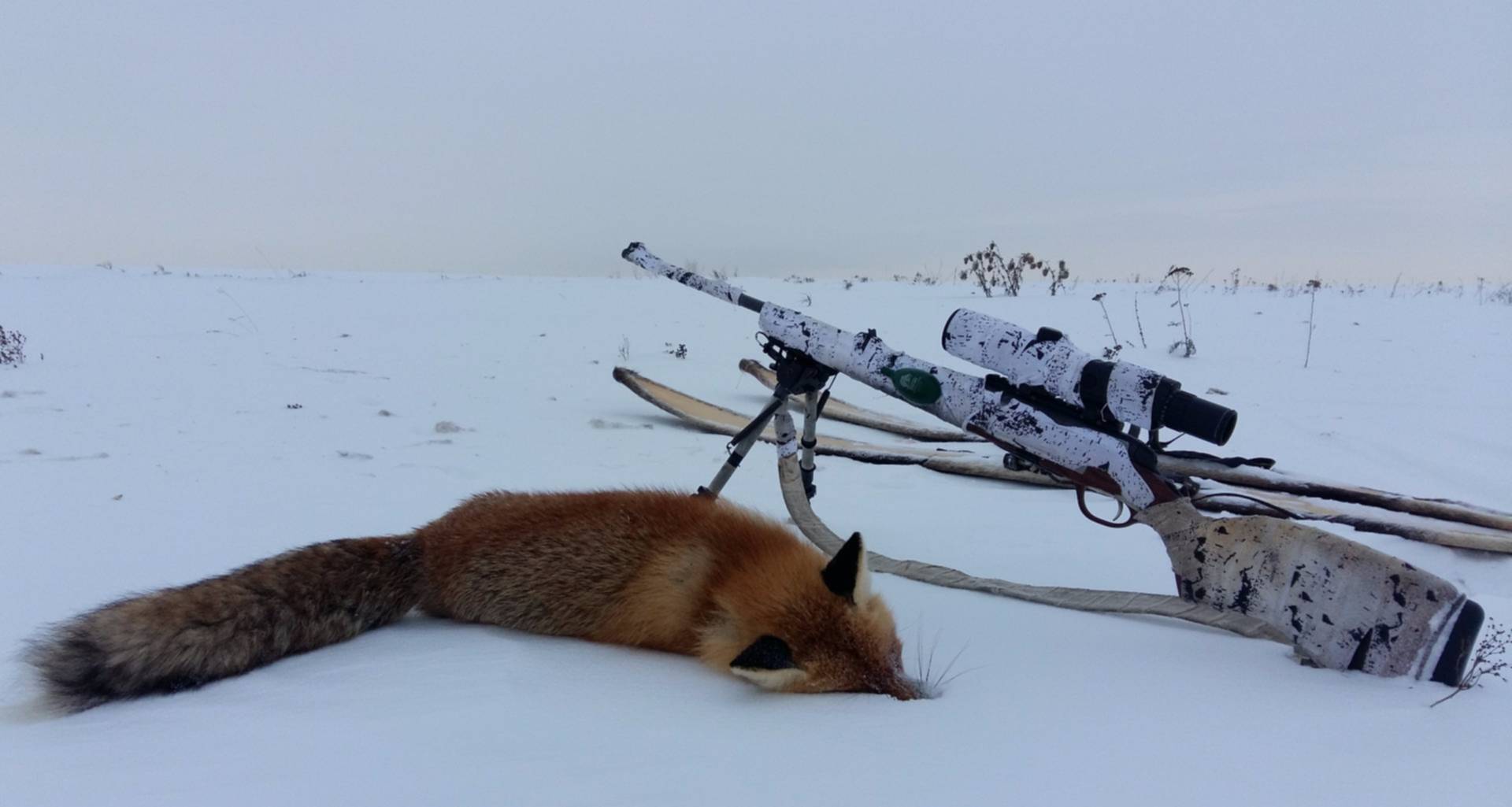 Охота на лисицу с манком