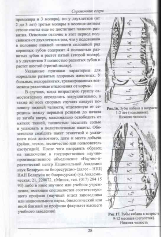 Кабан по возрасту таблица Охота на кабана в Ярославской : На охоту