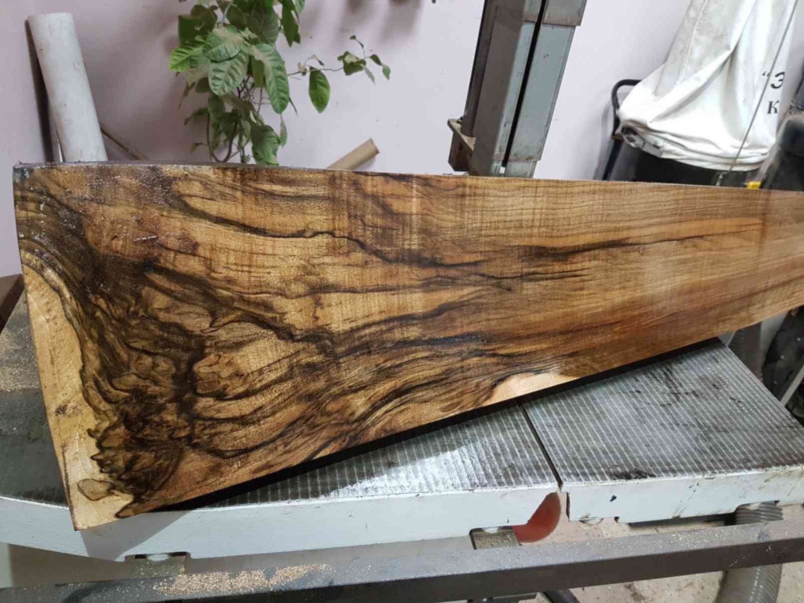 березовый комель. комель сосны. комель. пиломатериал в арзамасе. комель дерева березы.