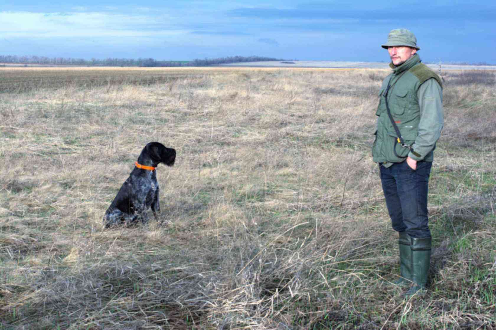 Купить Дратхаара Для Охоты На Авито